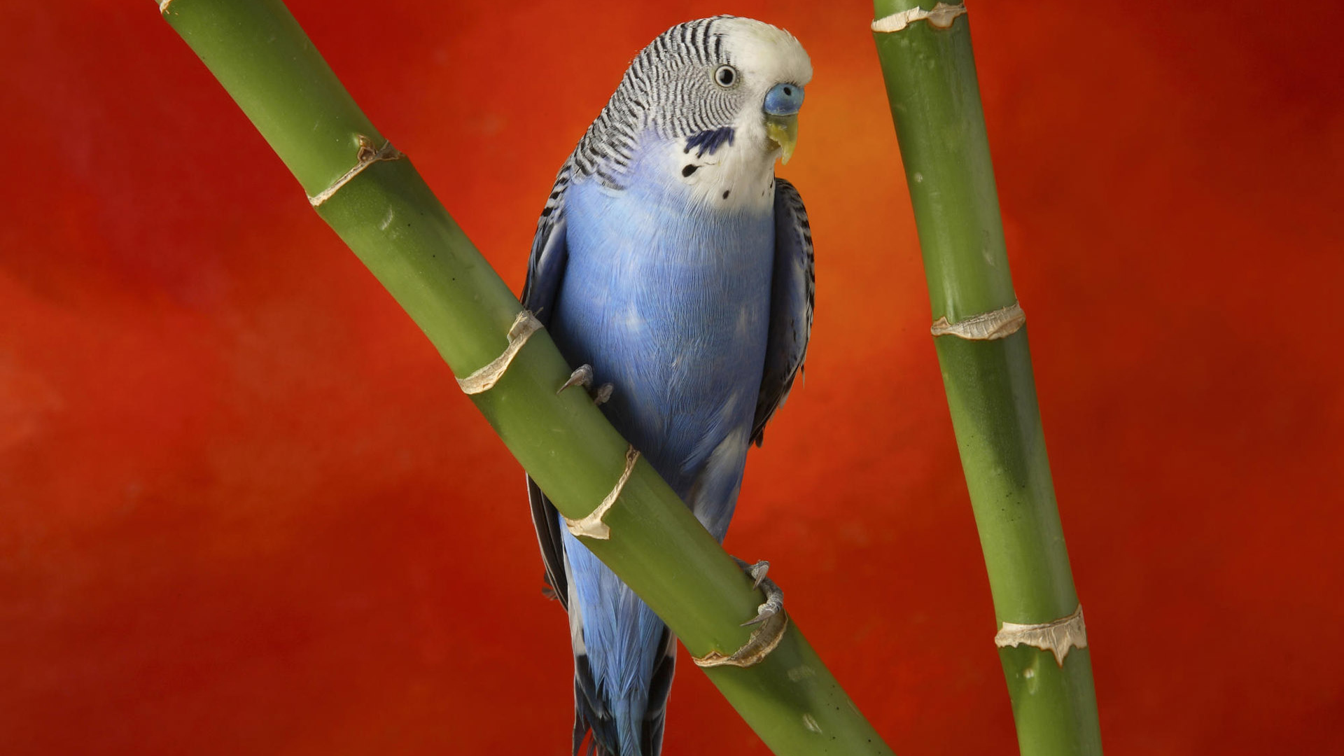 Красивый голубой попугай
