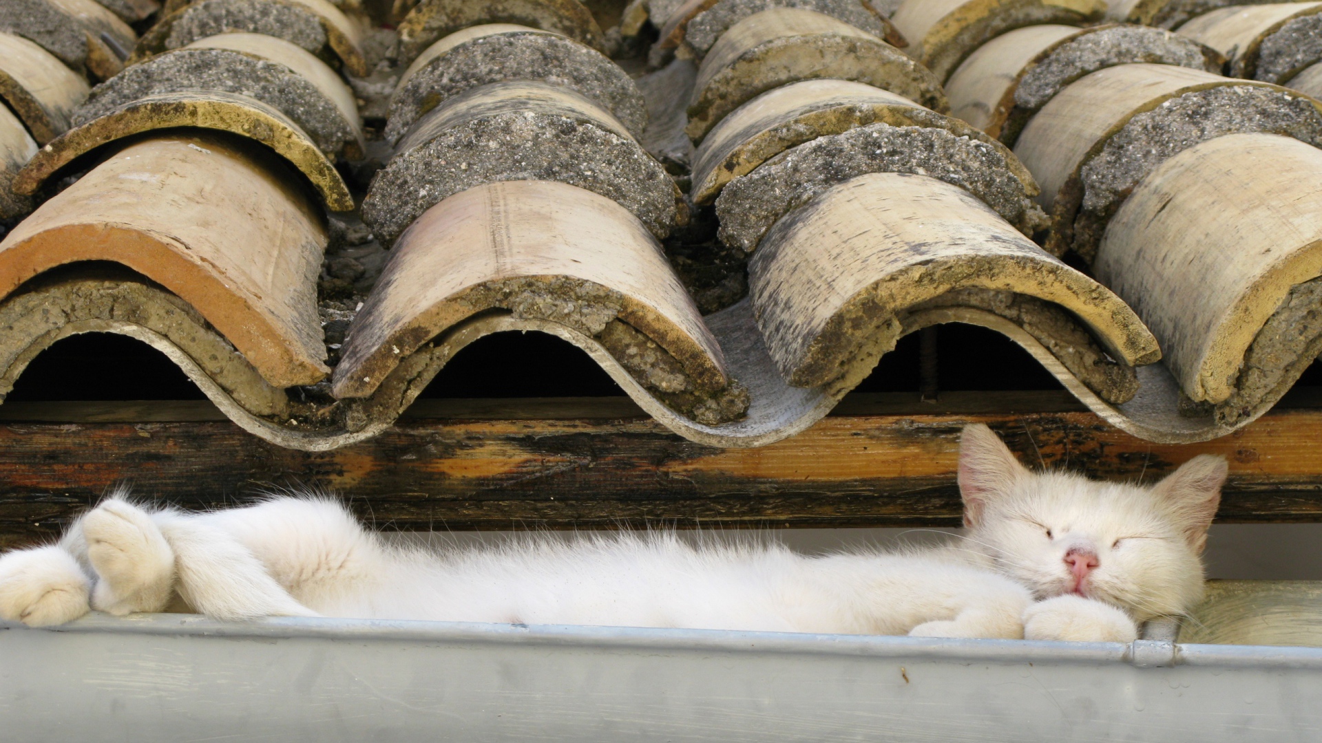 Кот на крыше