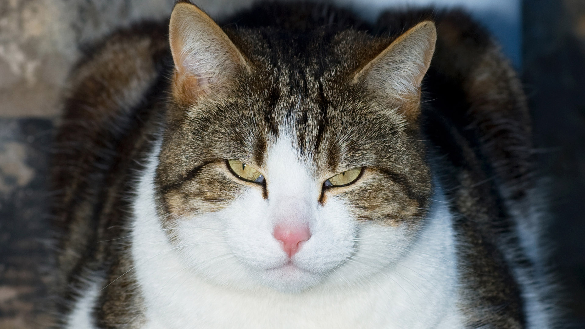 Кошачий гипноз