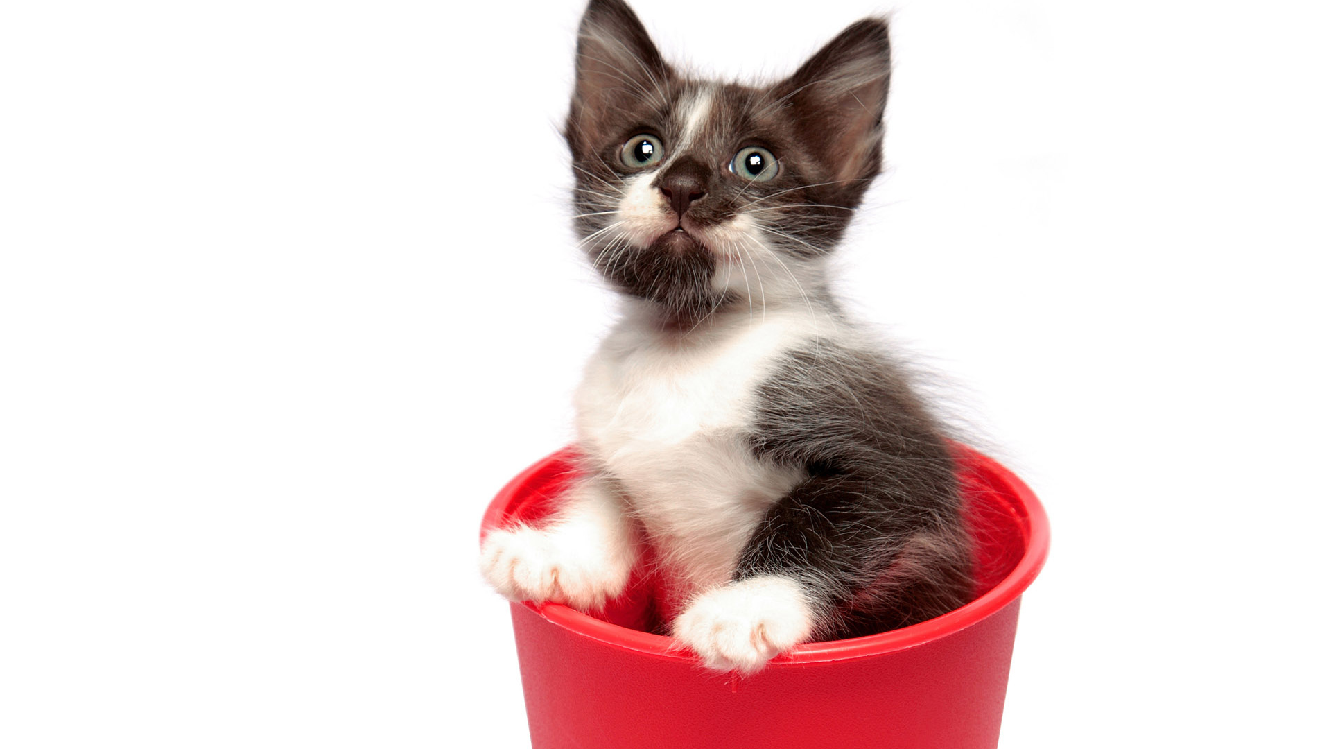 Котенок в горшке