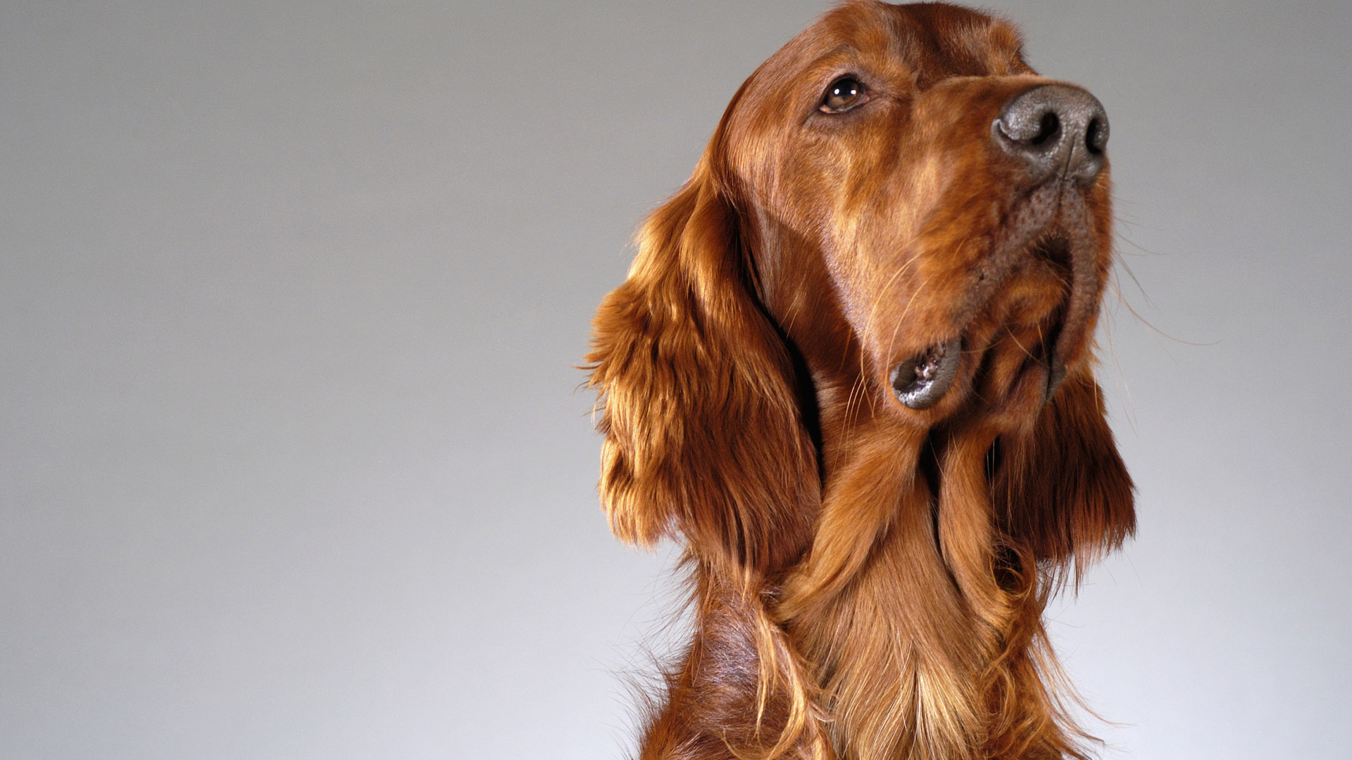 Четвероногий друг