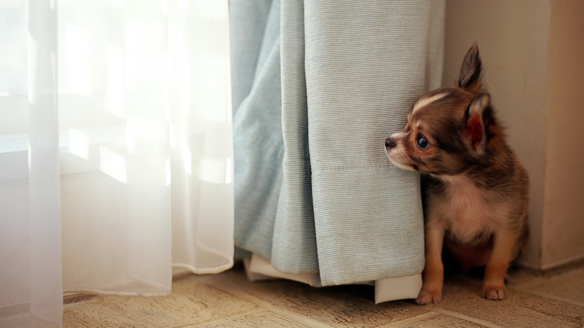 Забавный пес