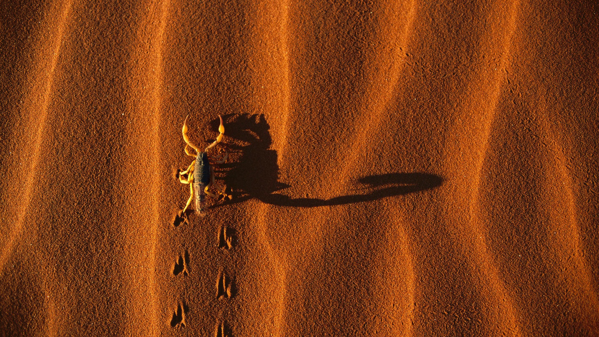 Скорпион на песке