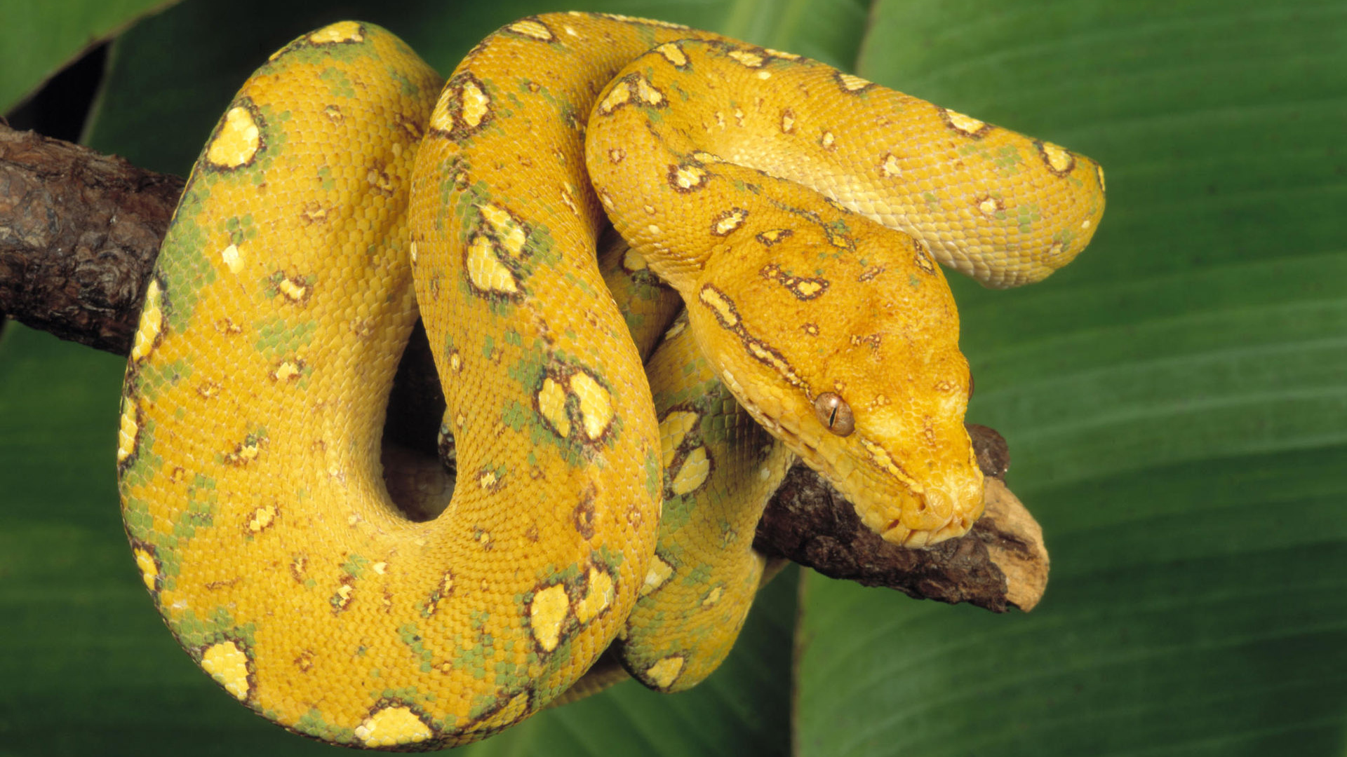 Yellow snake