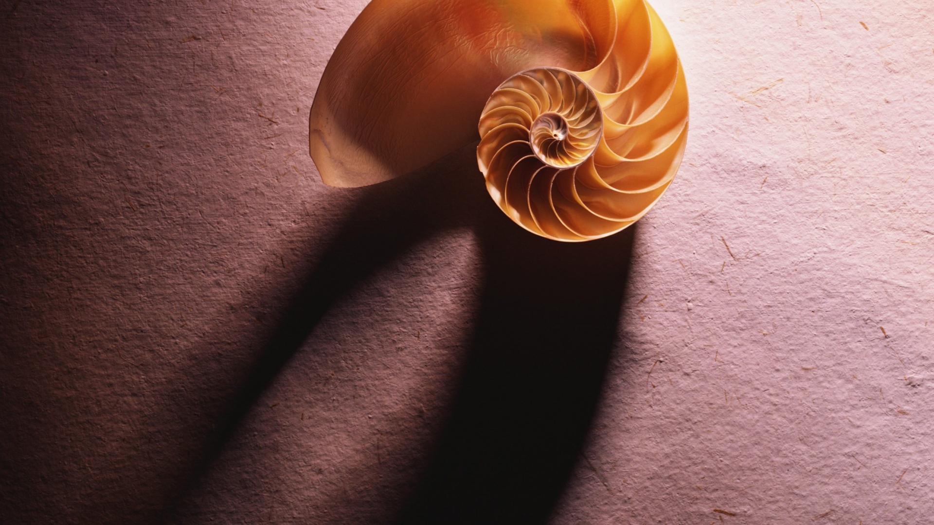 Морская ракушка