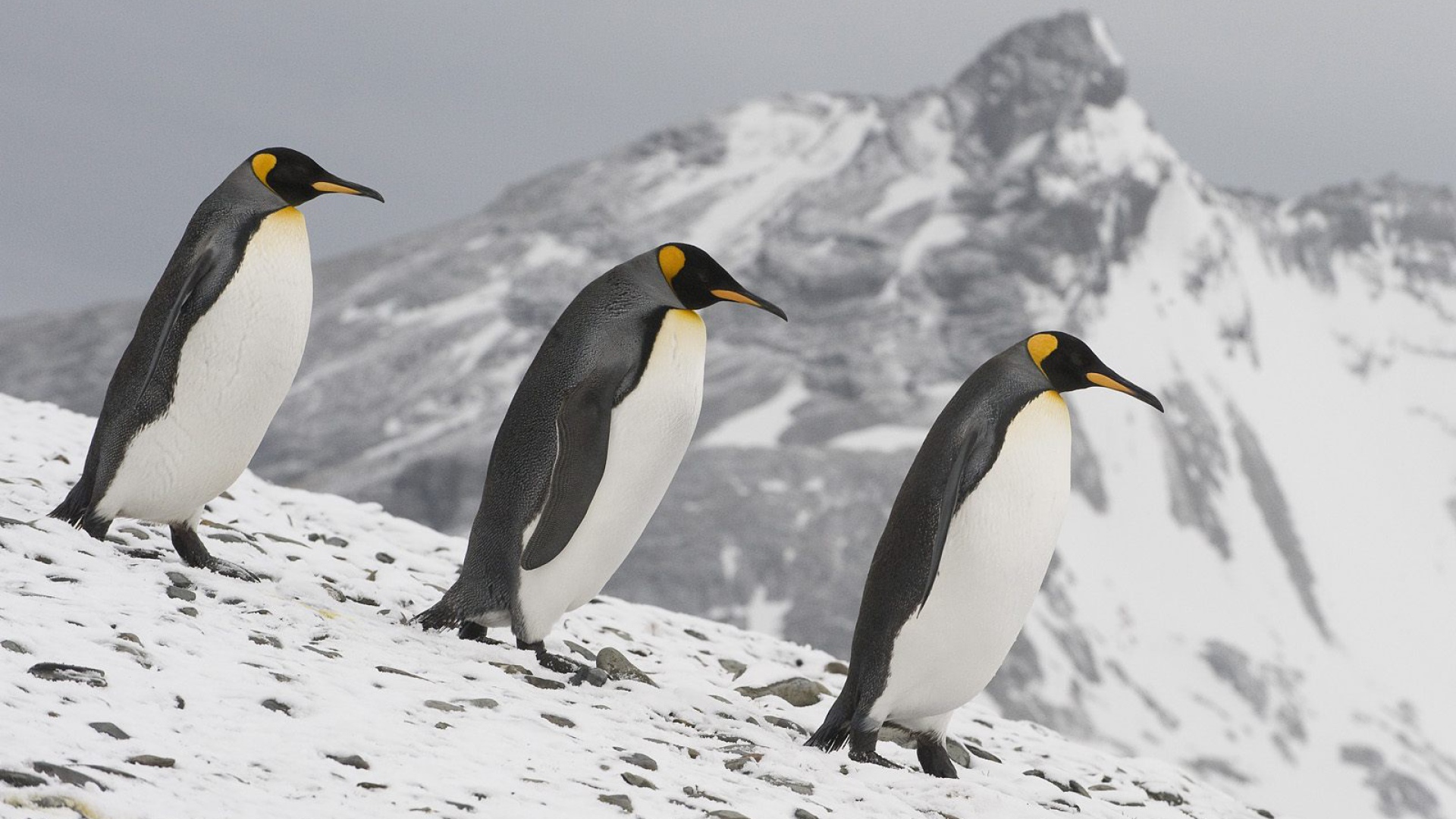 Семейка пингвинов