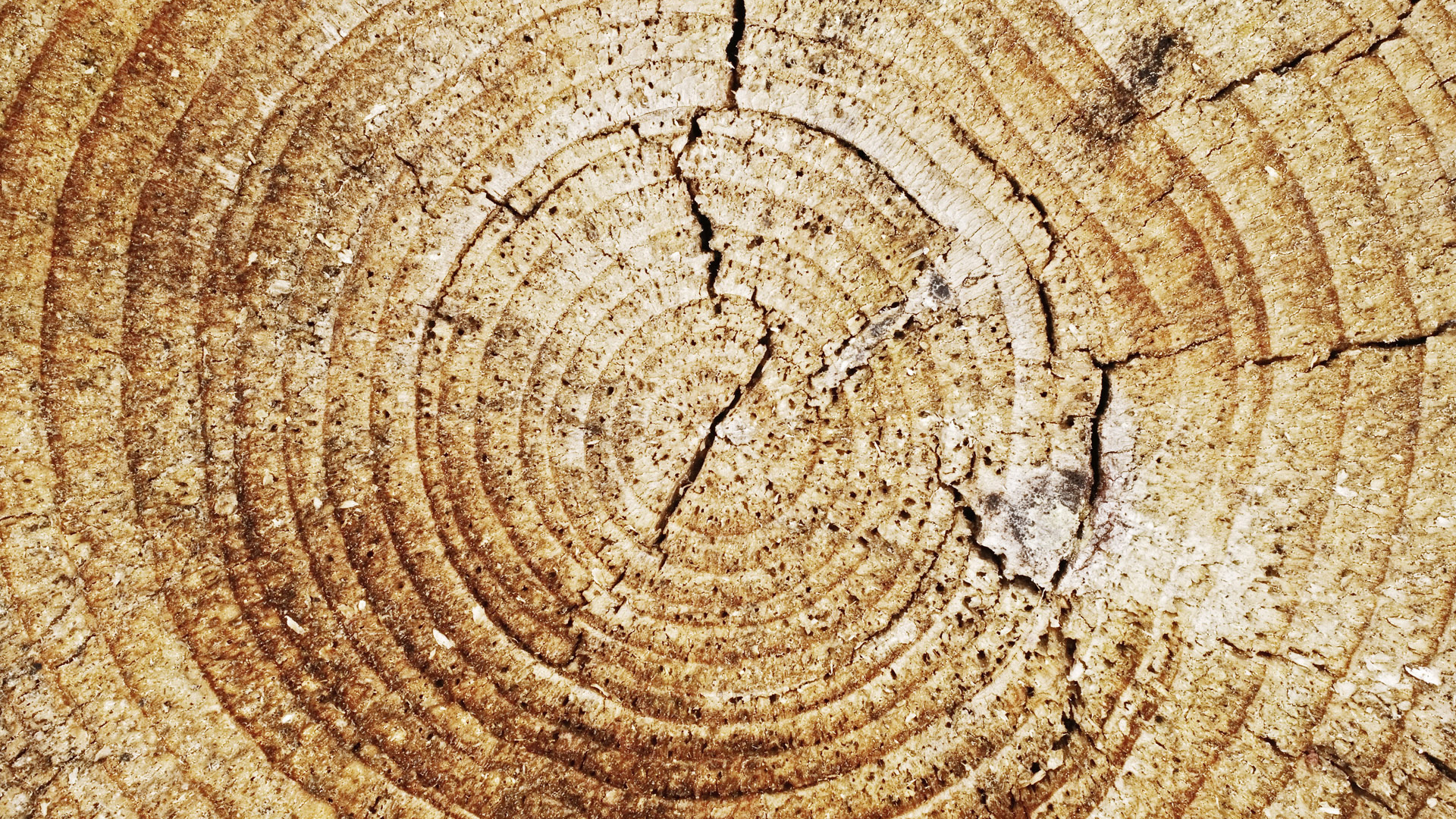 Кольца дерева