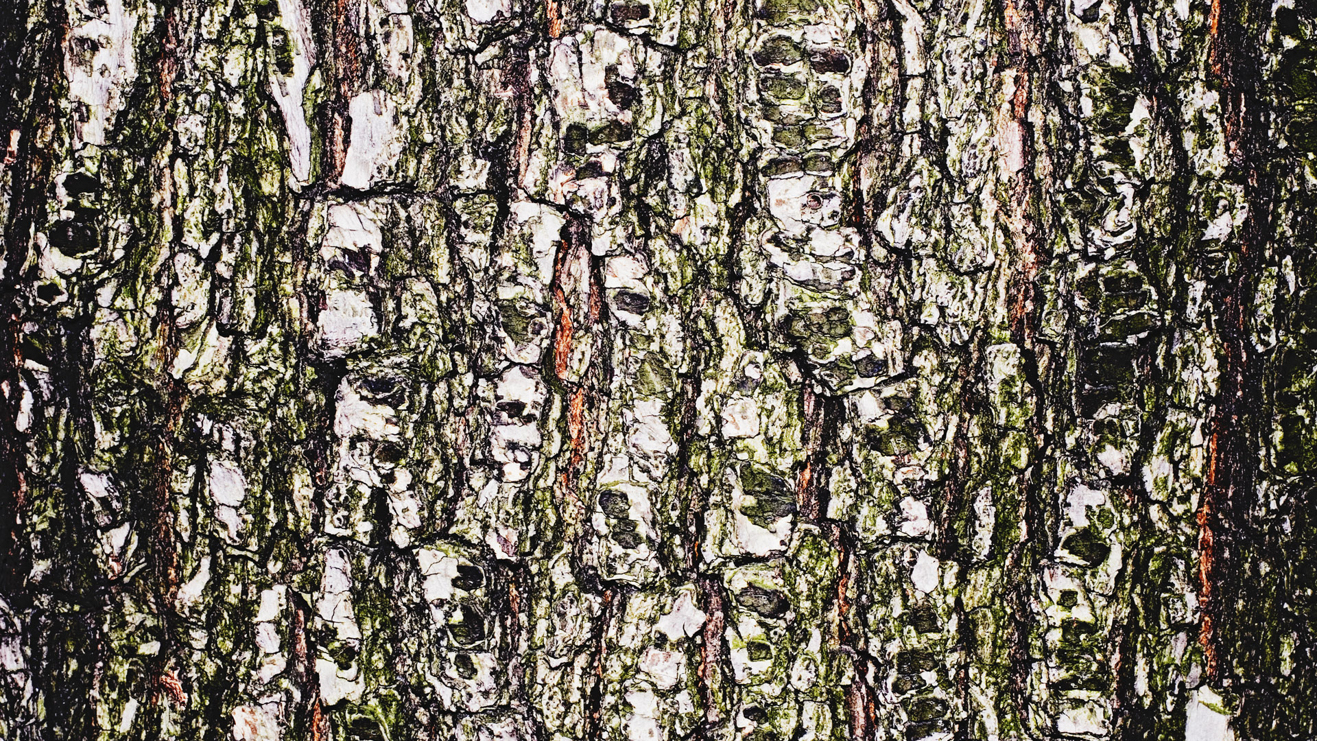 Древесная кора