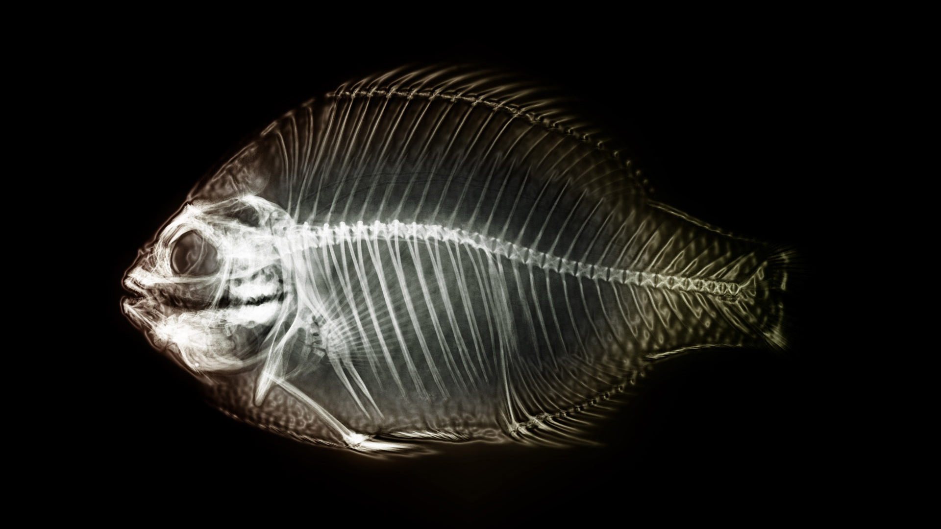 Рентген рыбы