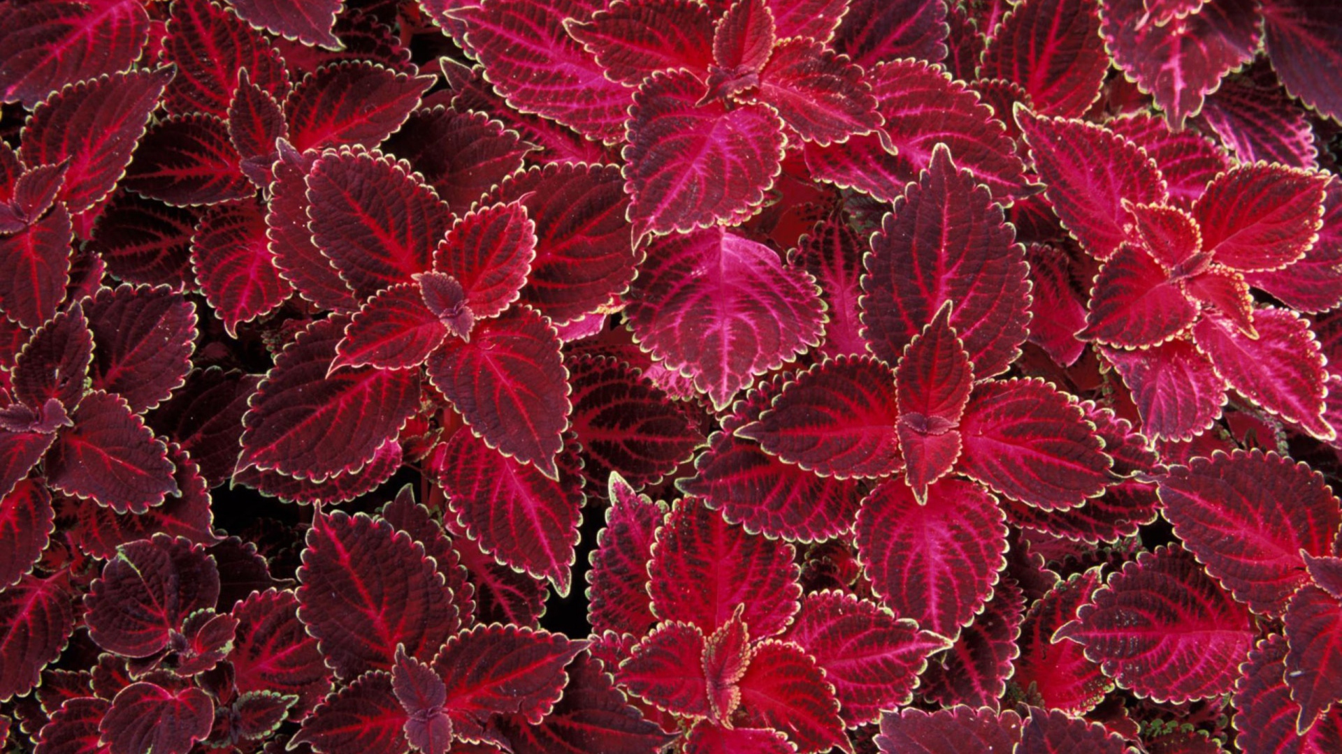 Лепестки цветов на 8 марта