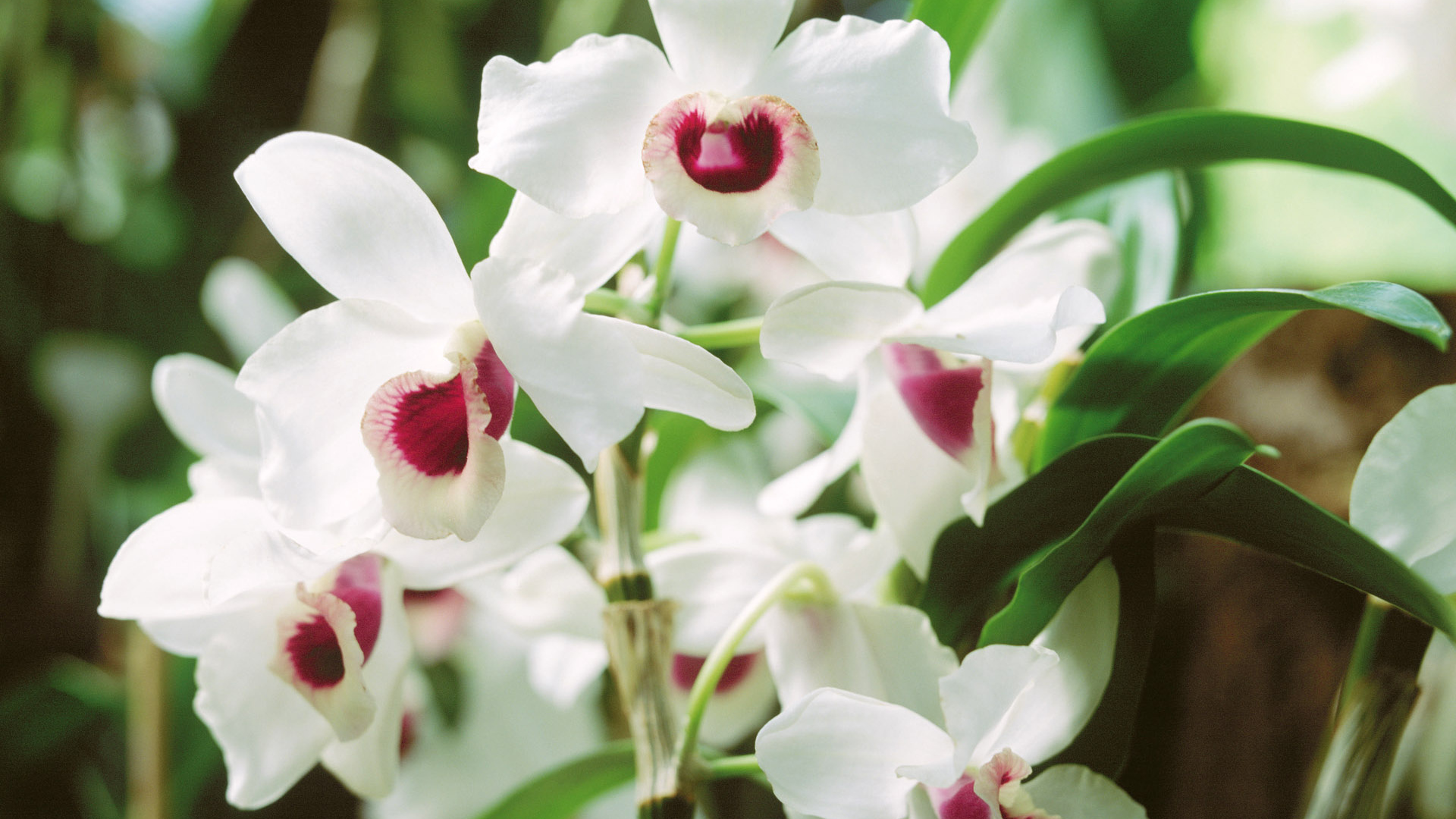 Запах красивых цветов