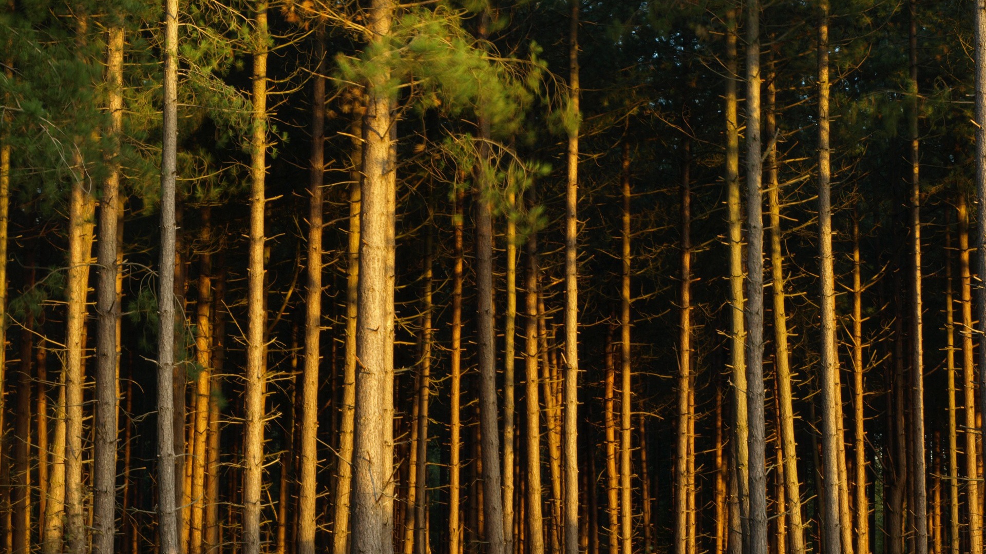 Сосновый бор