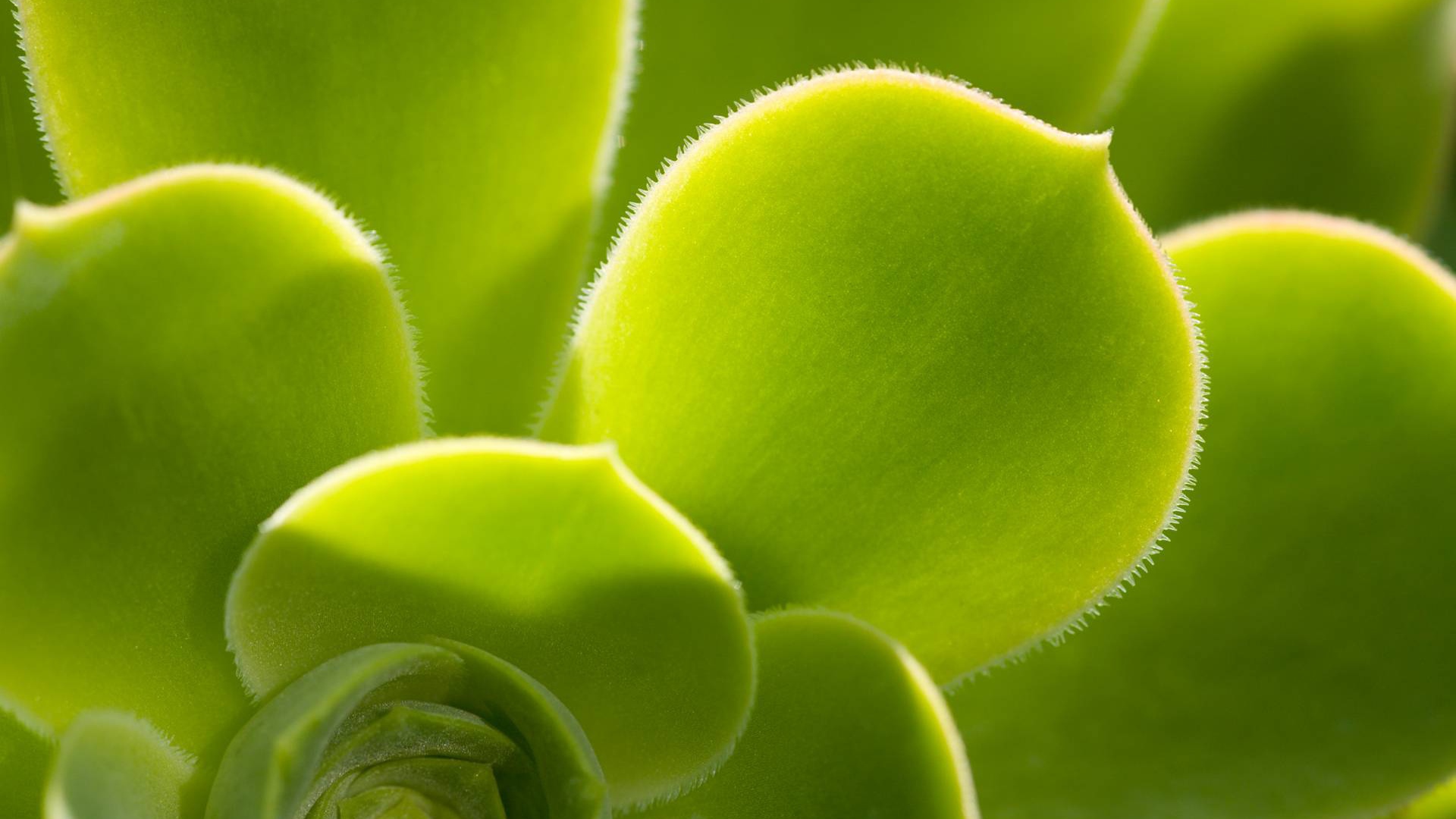 Красивое растение