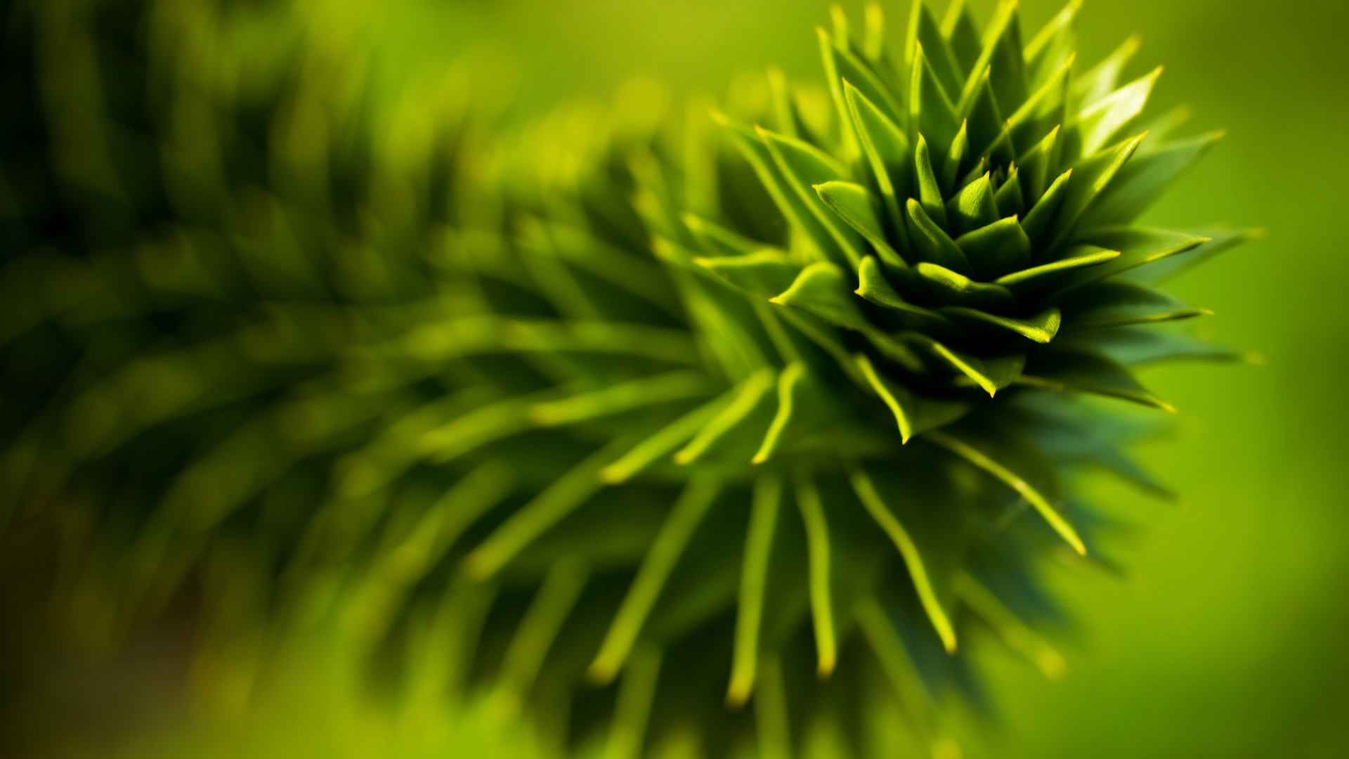 Зеленое растение