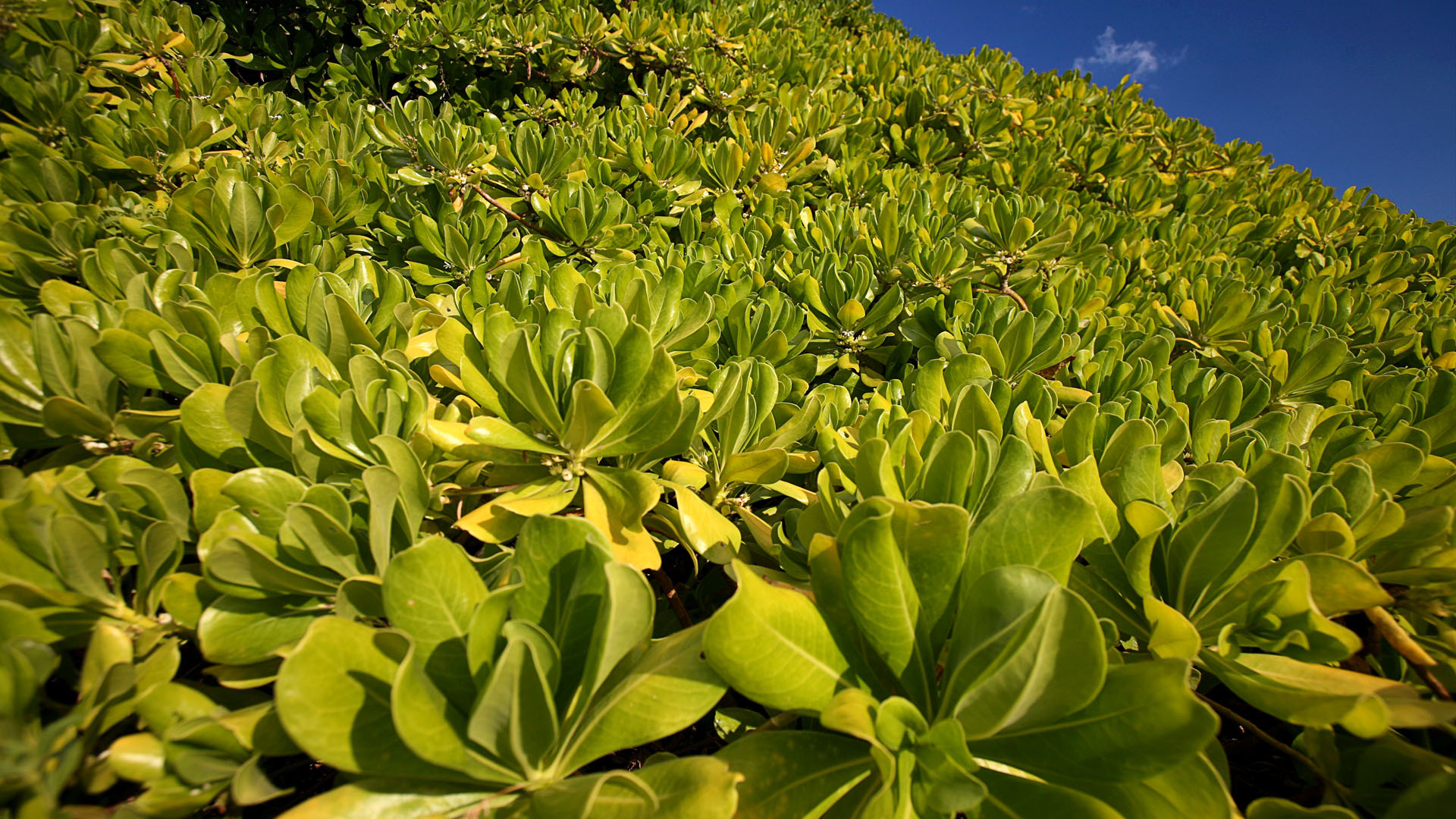 Зеленая пелена