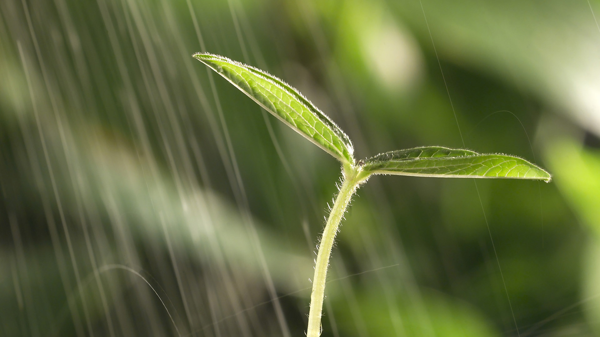 Маленький росток