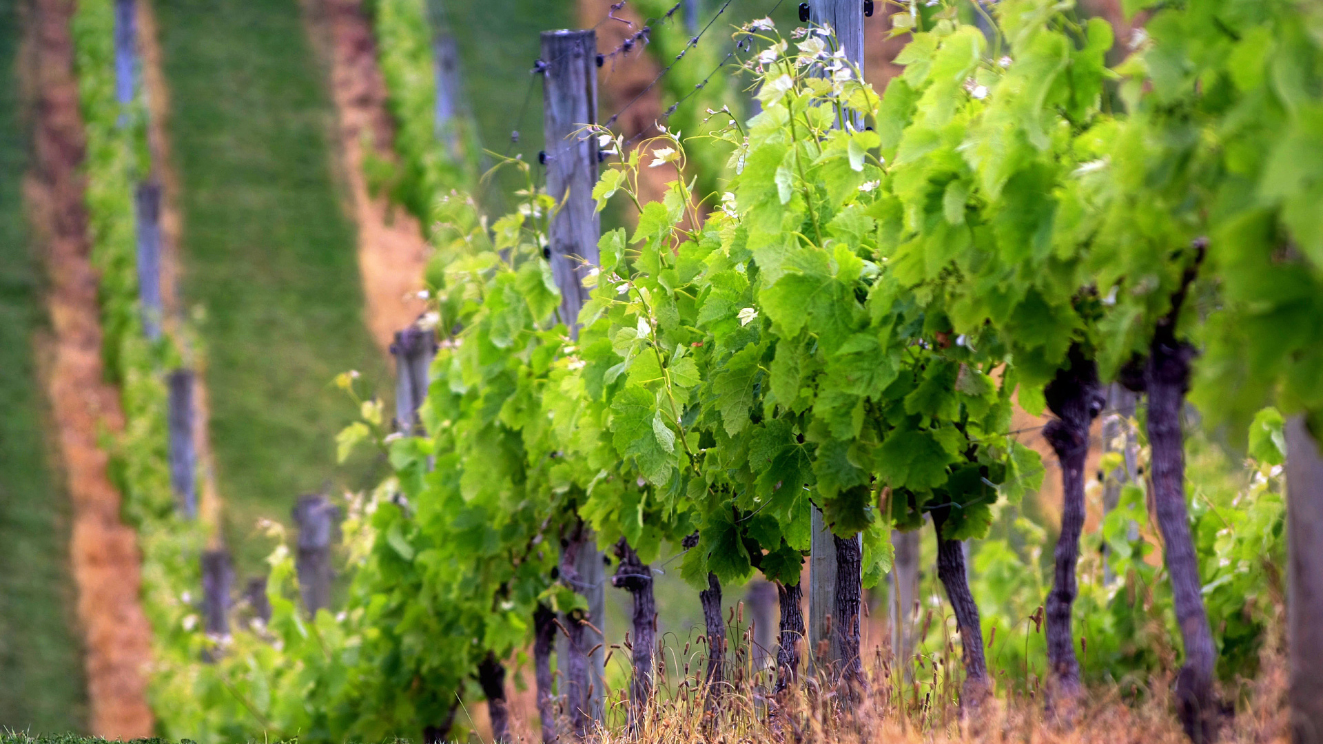 Виноградник