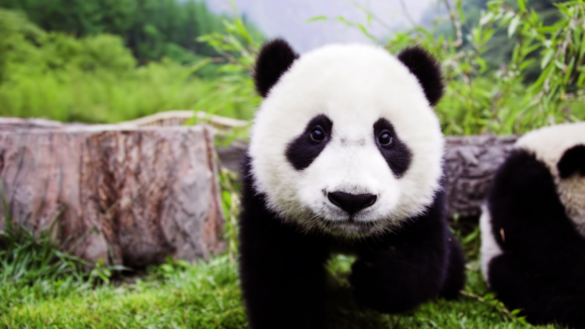 Детеныш панды