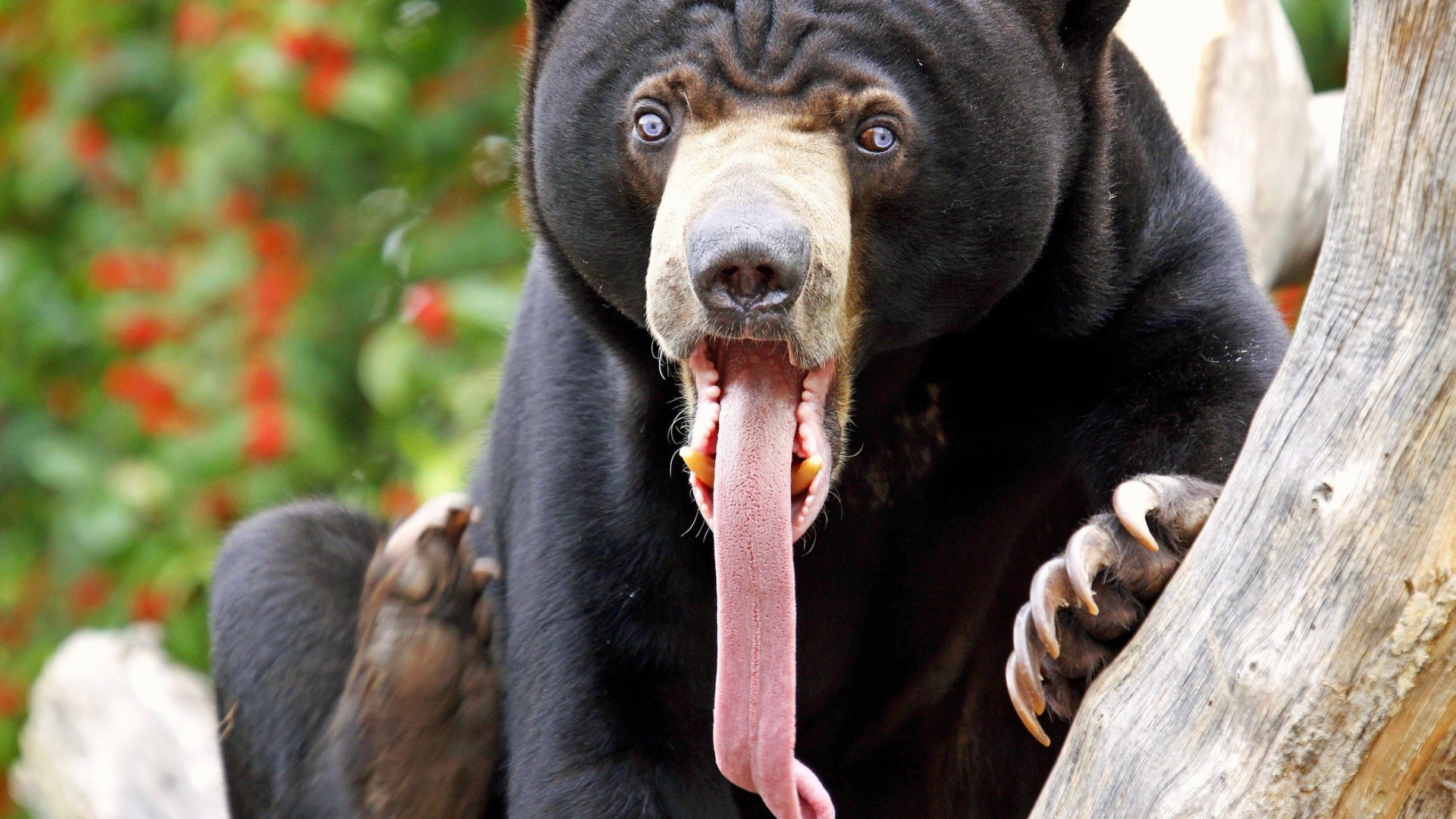 Медведь с длинным языком