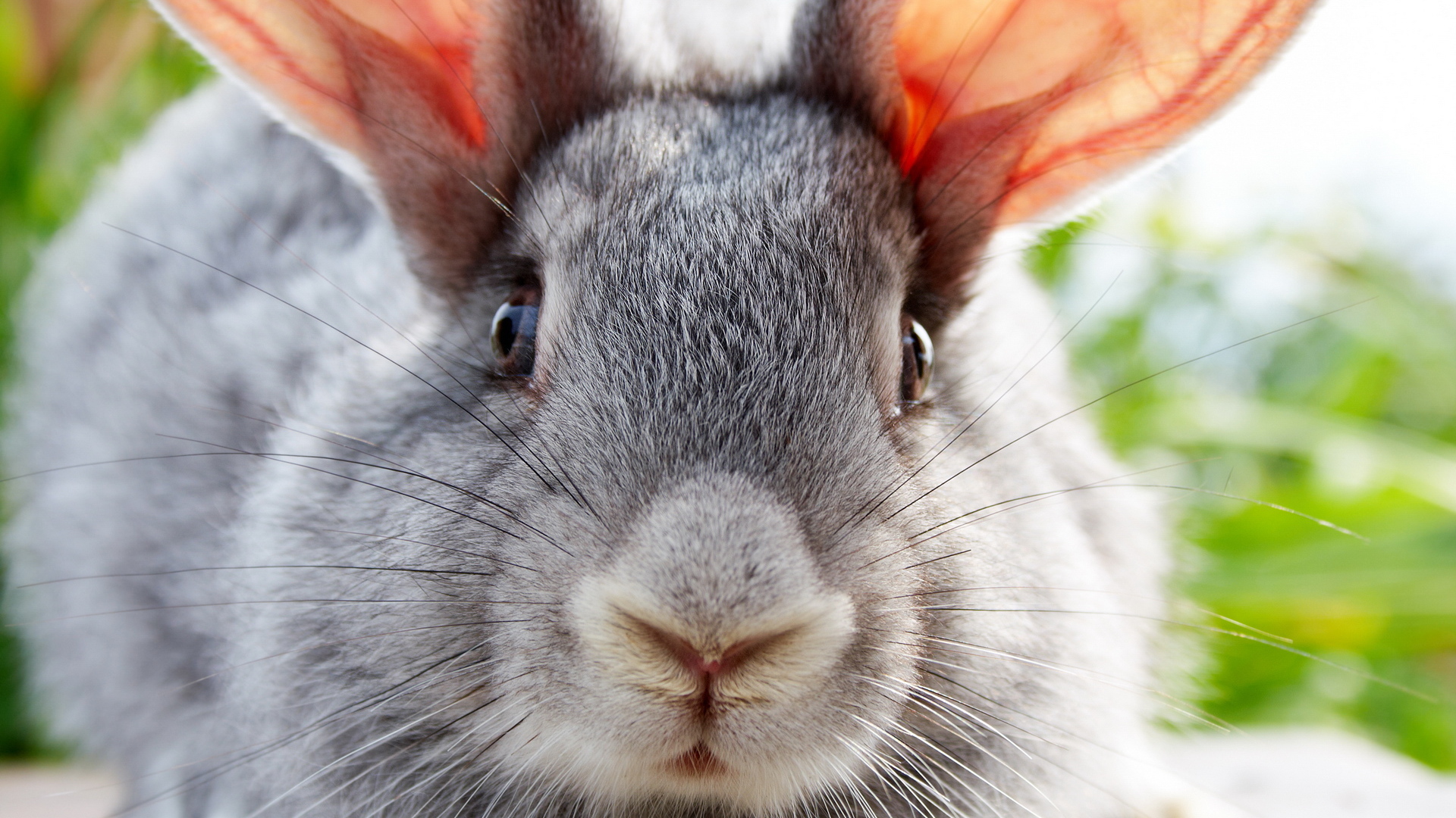 Ушастый друг