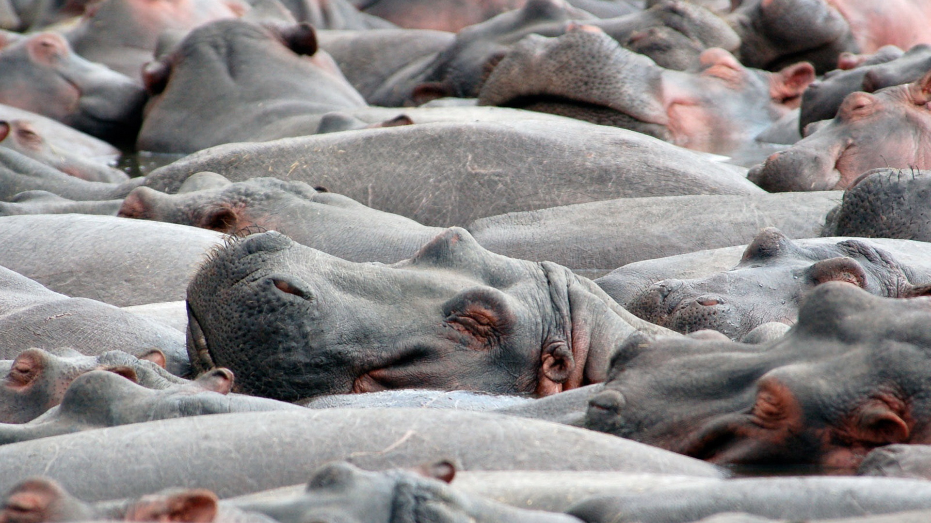 Бегемоты на купании