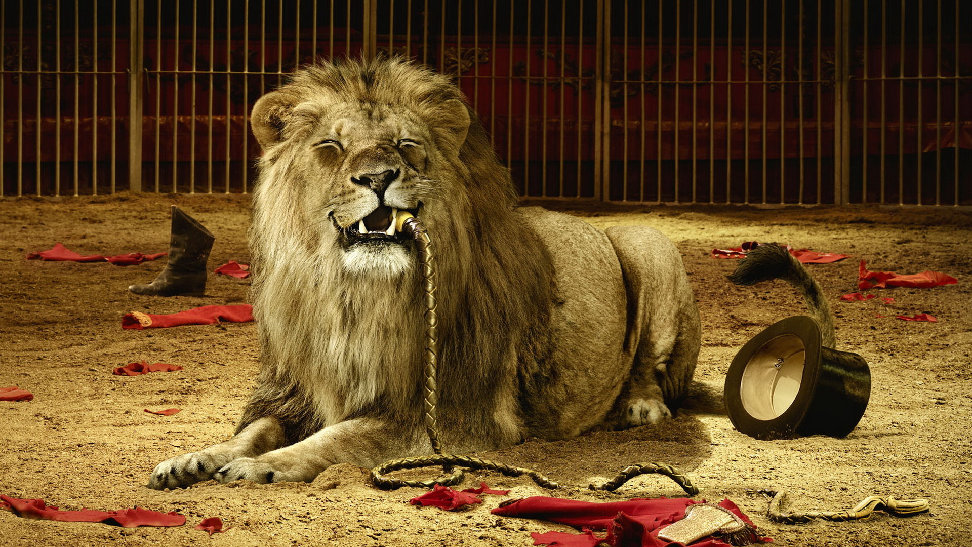 Лев в цирке
