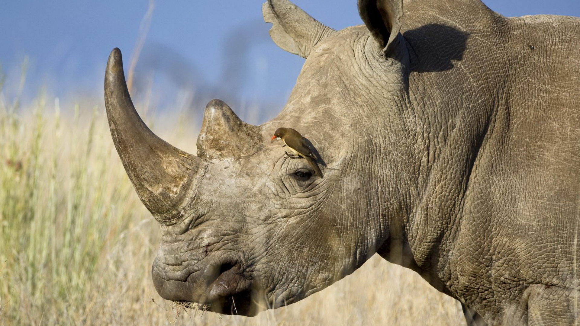 Носорог и птичка