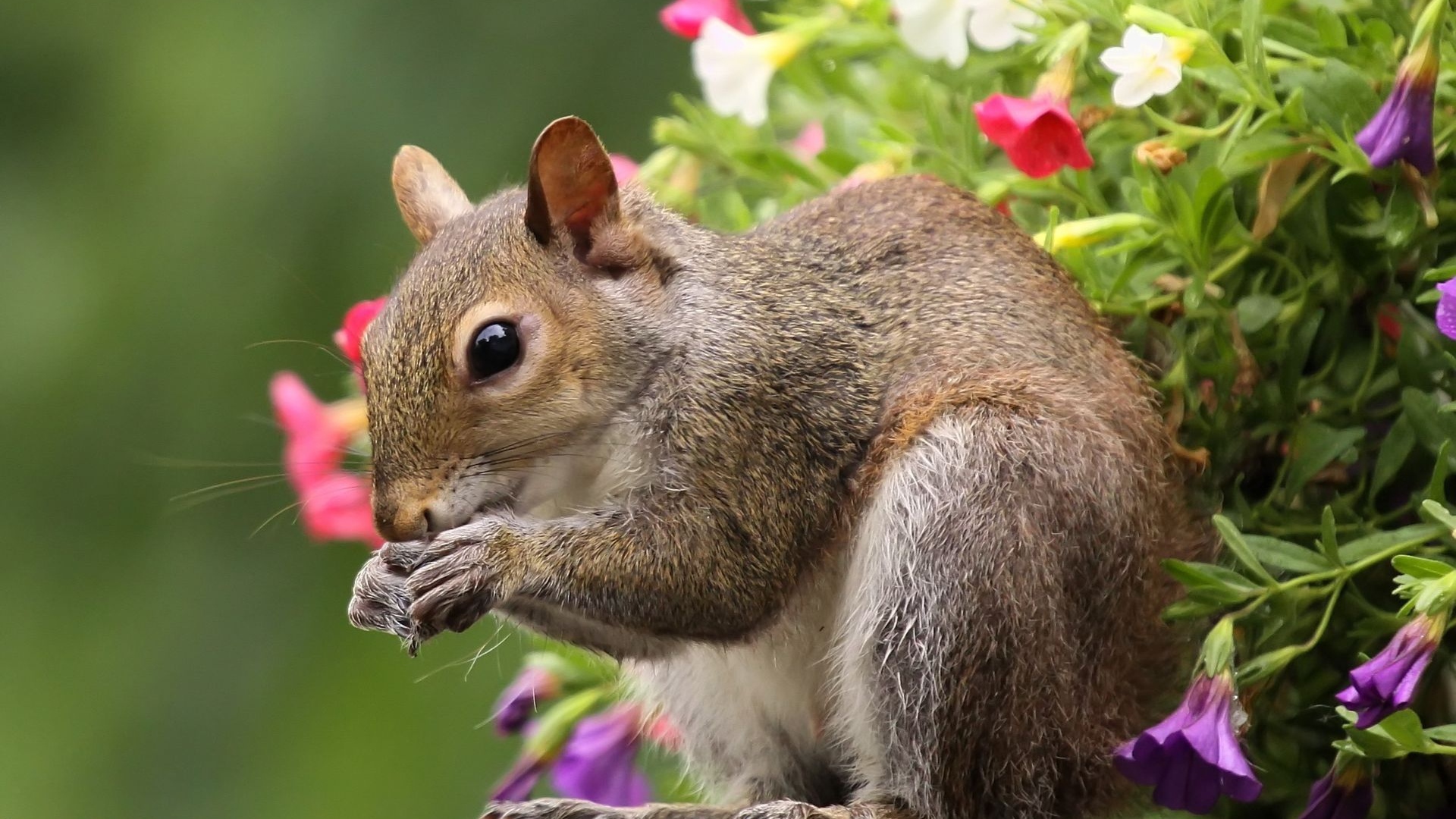 Белка во время трапезы