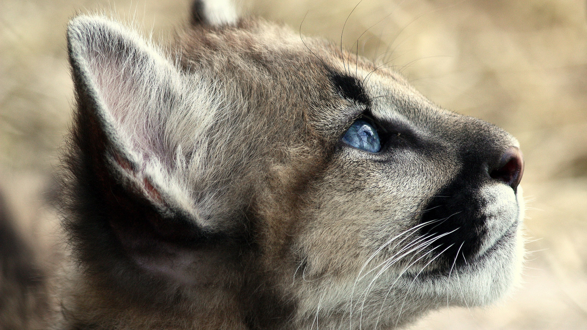 Кошачьи голубые глаза