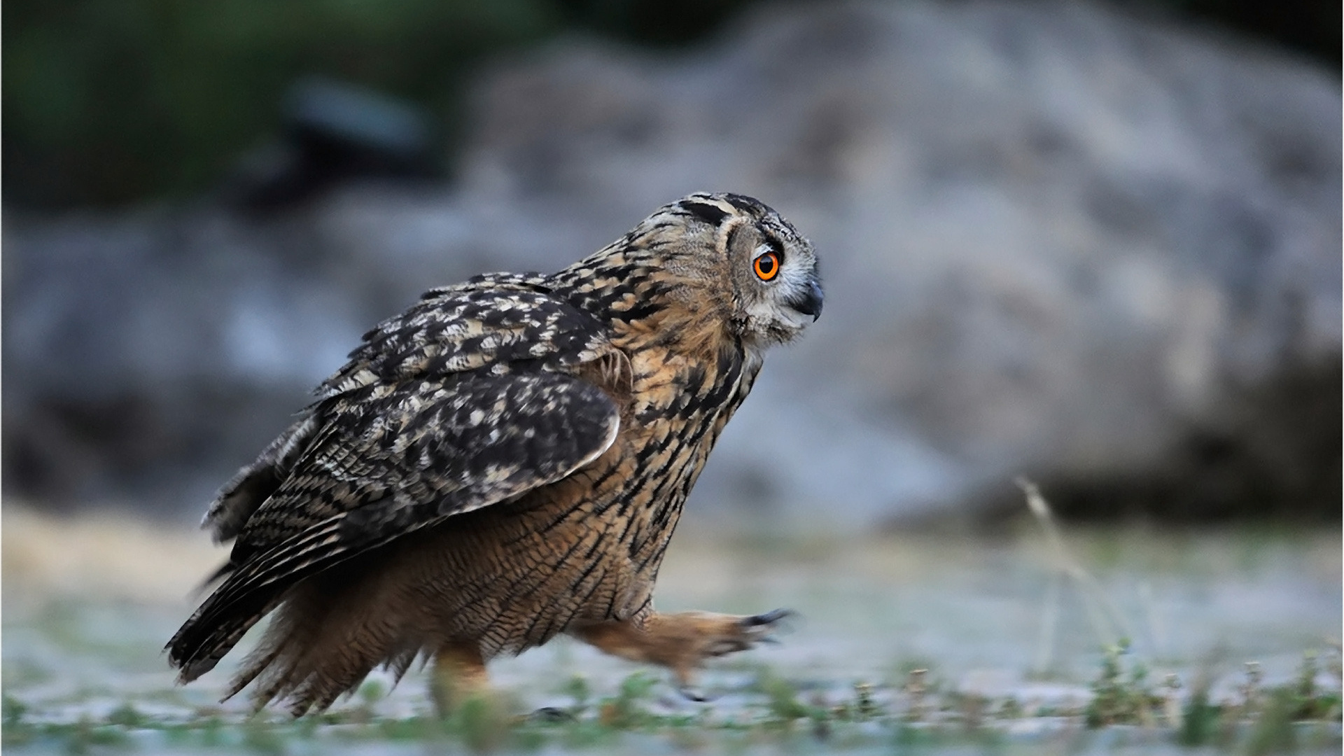 Идущая сова