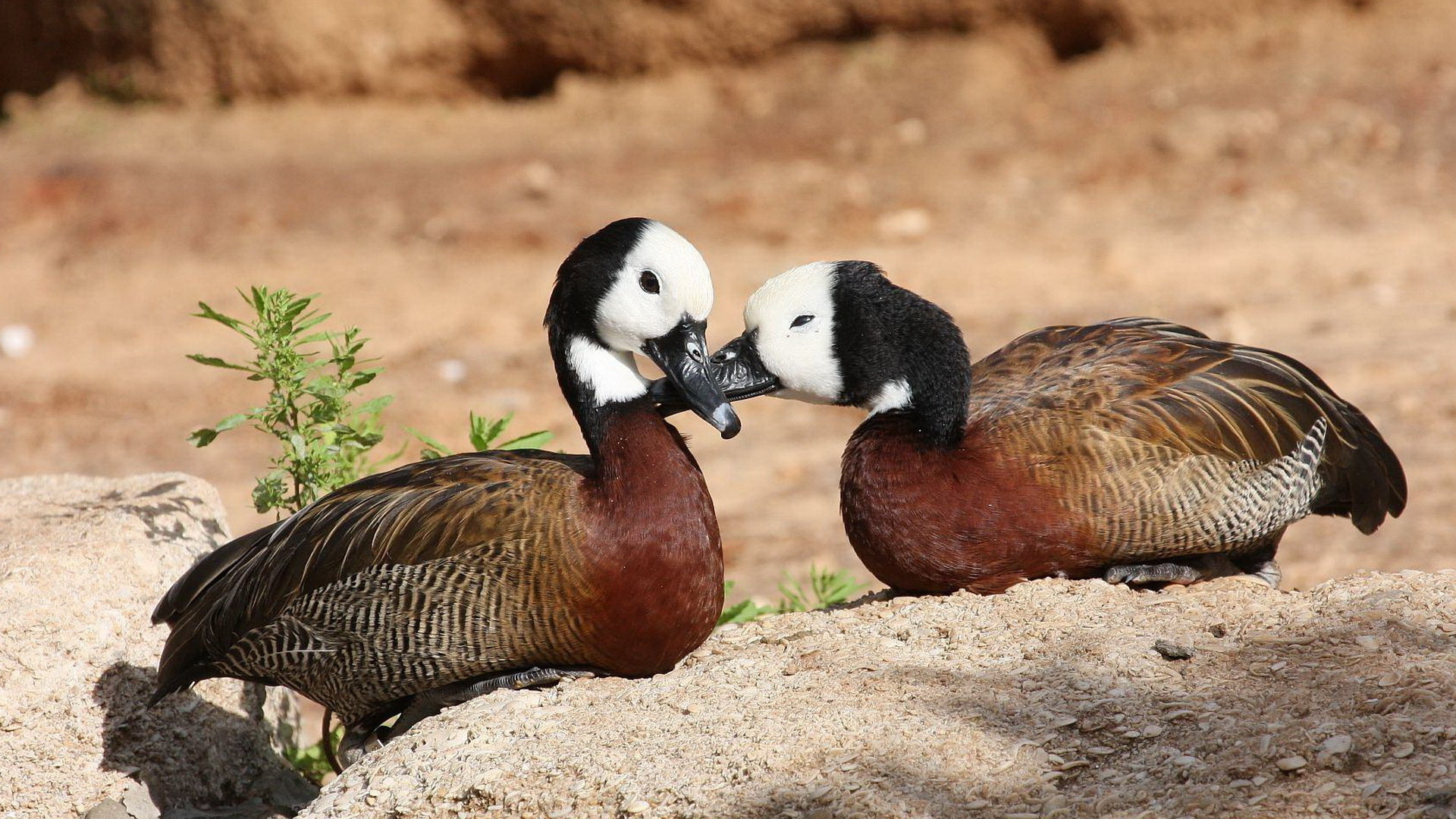 Парочка диких уток