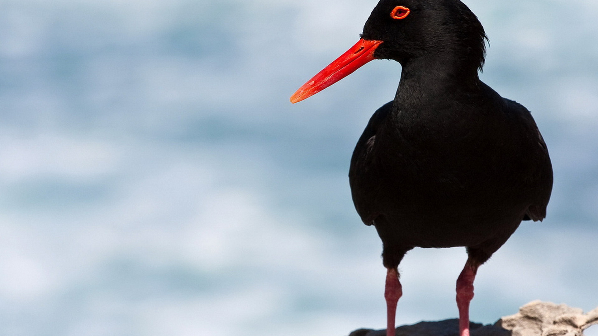 Кулик-сорока