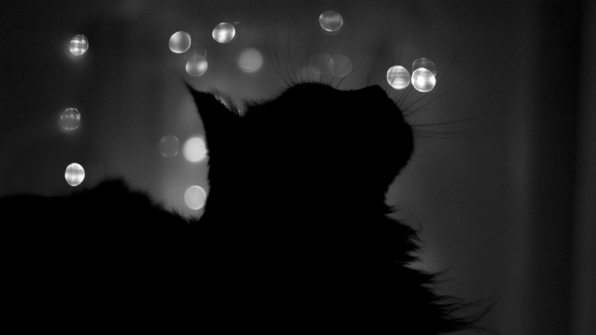 Черный кот в тени