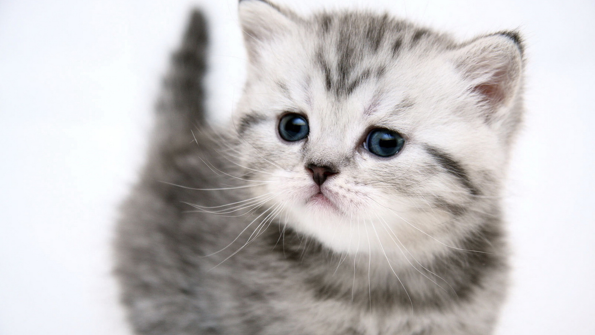 Симпатичный котенок