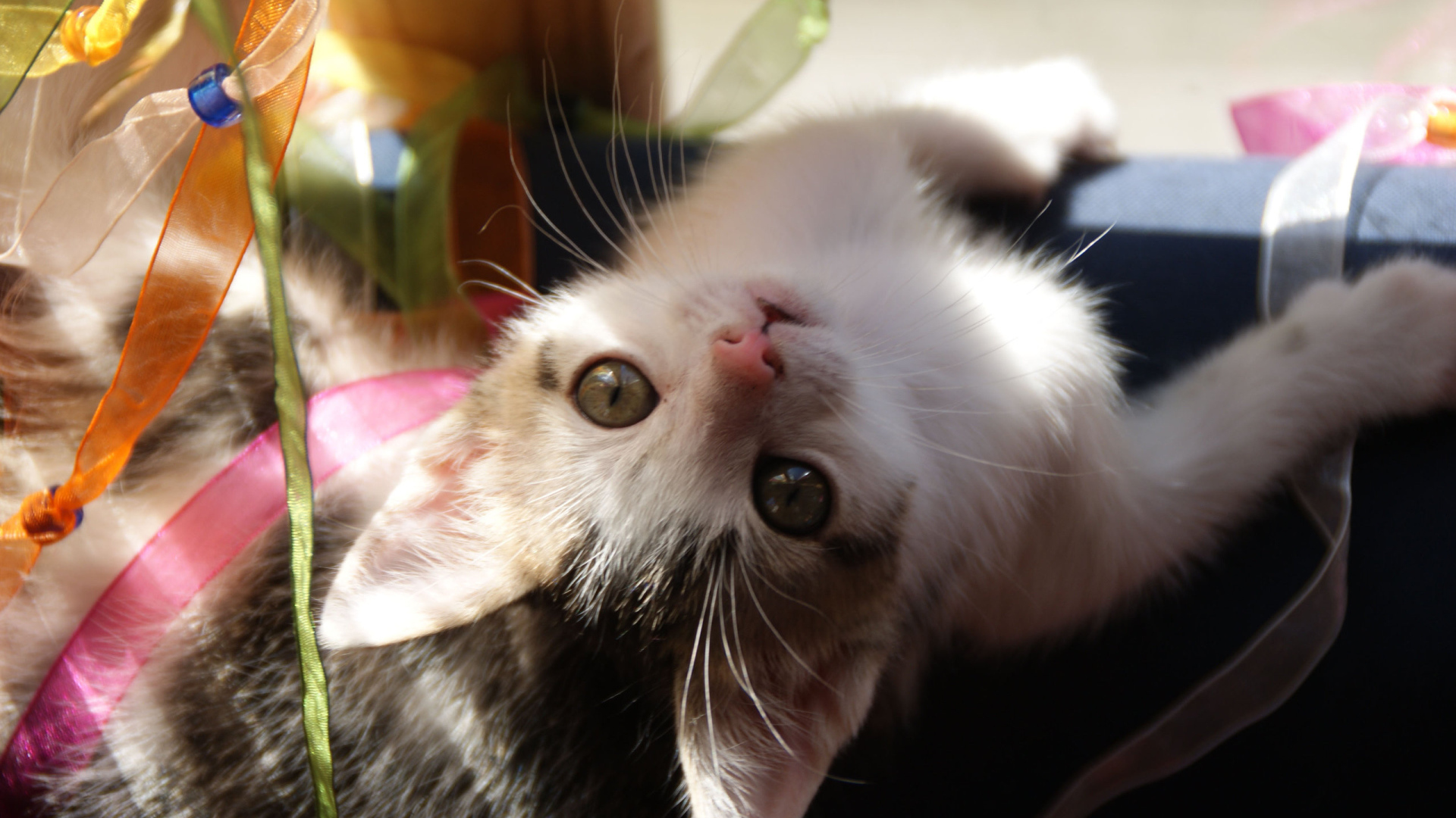 Маленькая киса