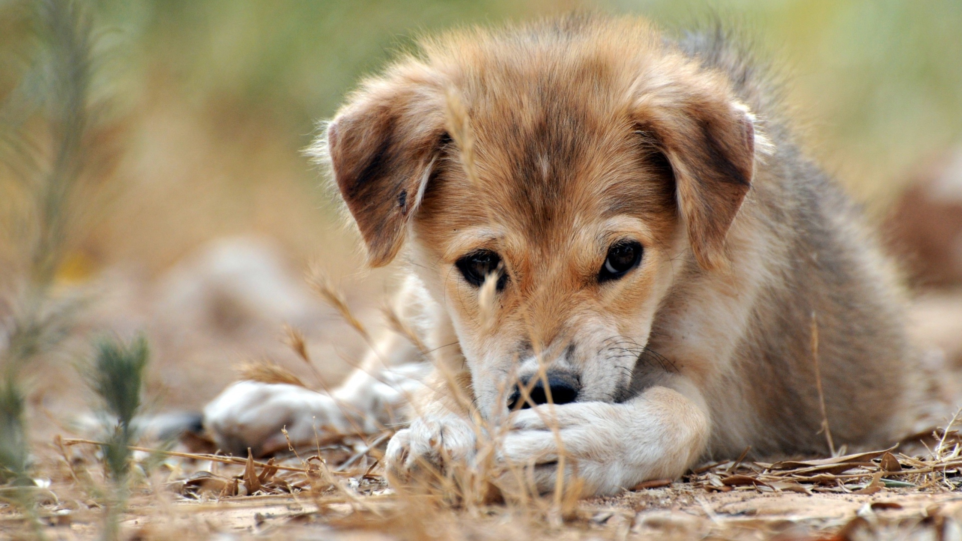 Щенячий взгляд