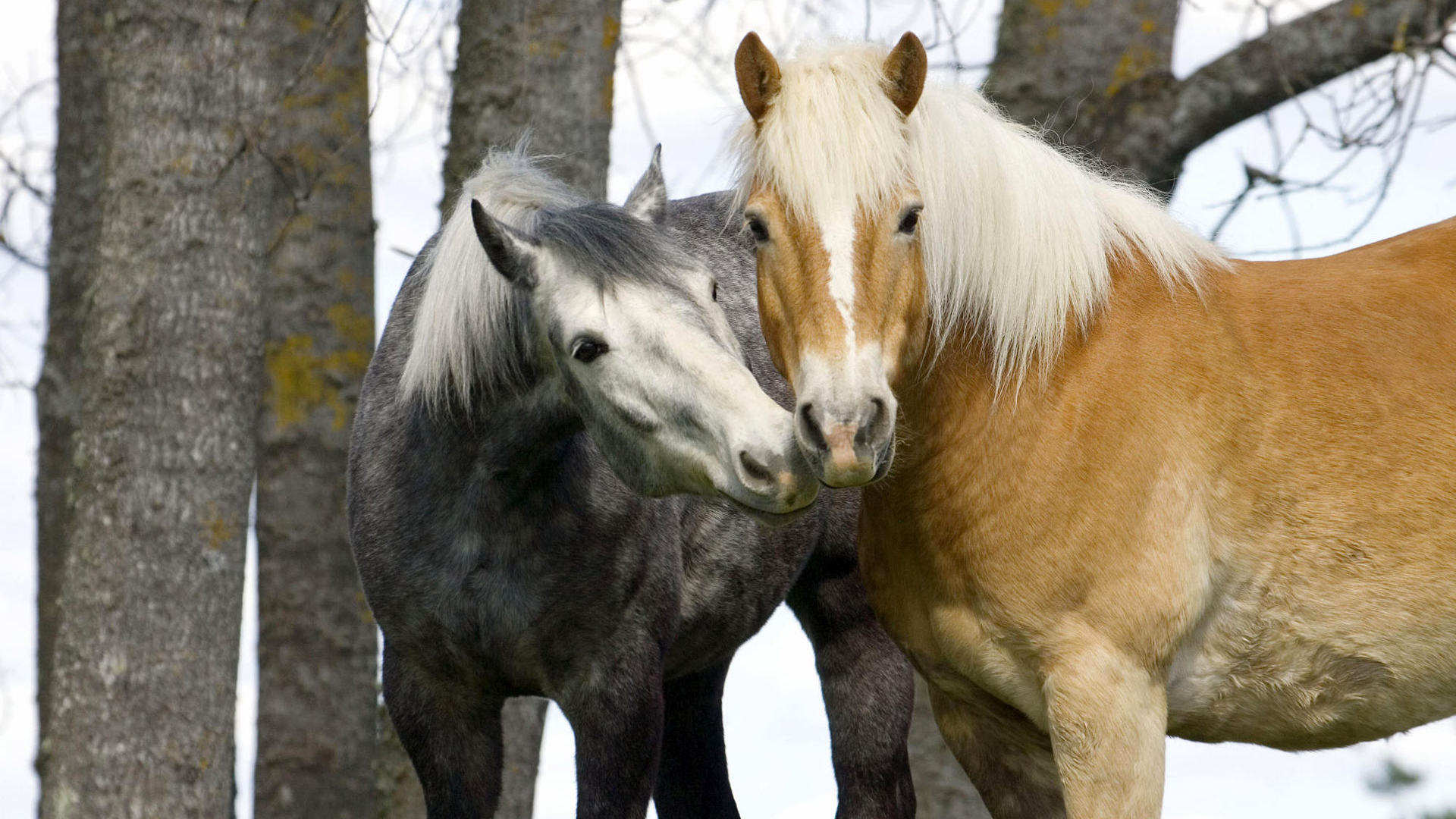 Лошадиньи нежности