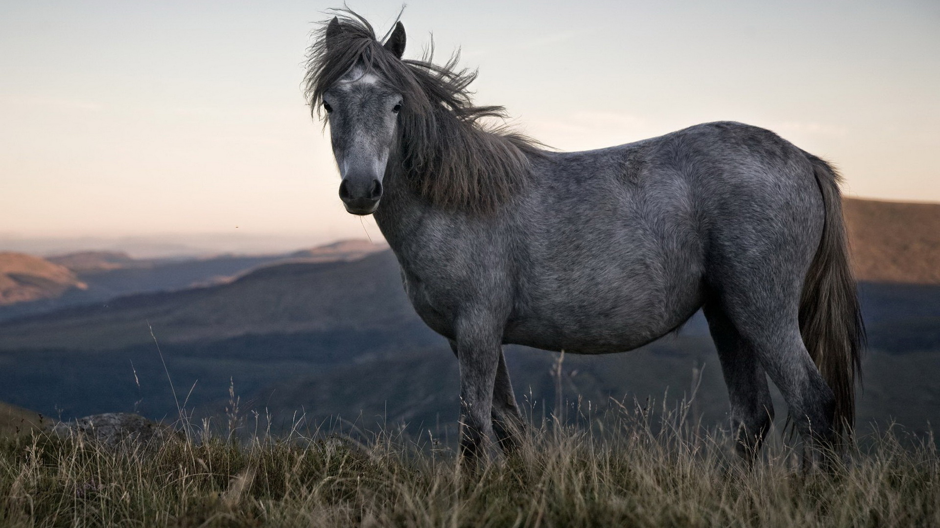 Одинокая лошадь