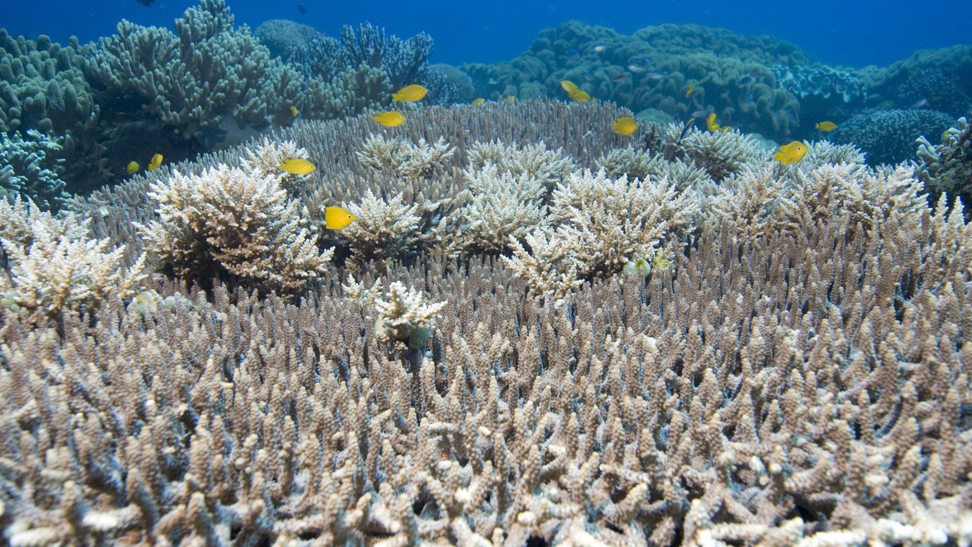 На дне Красного моря