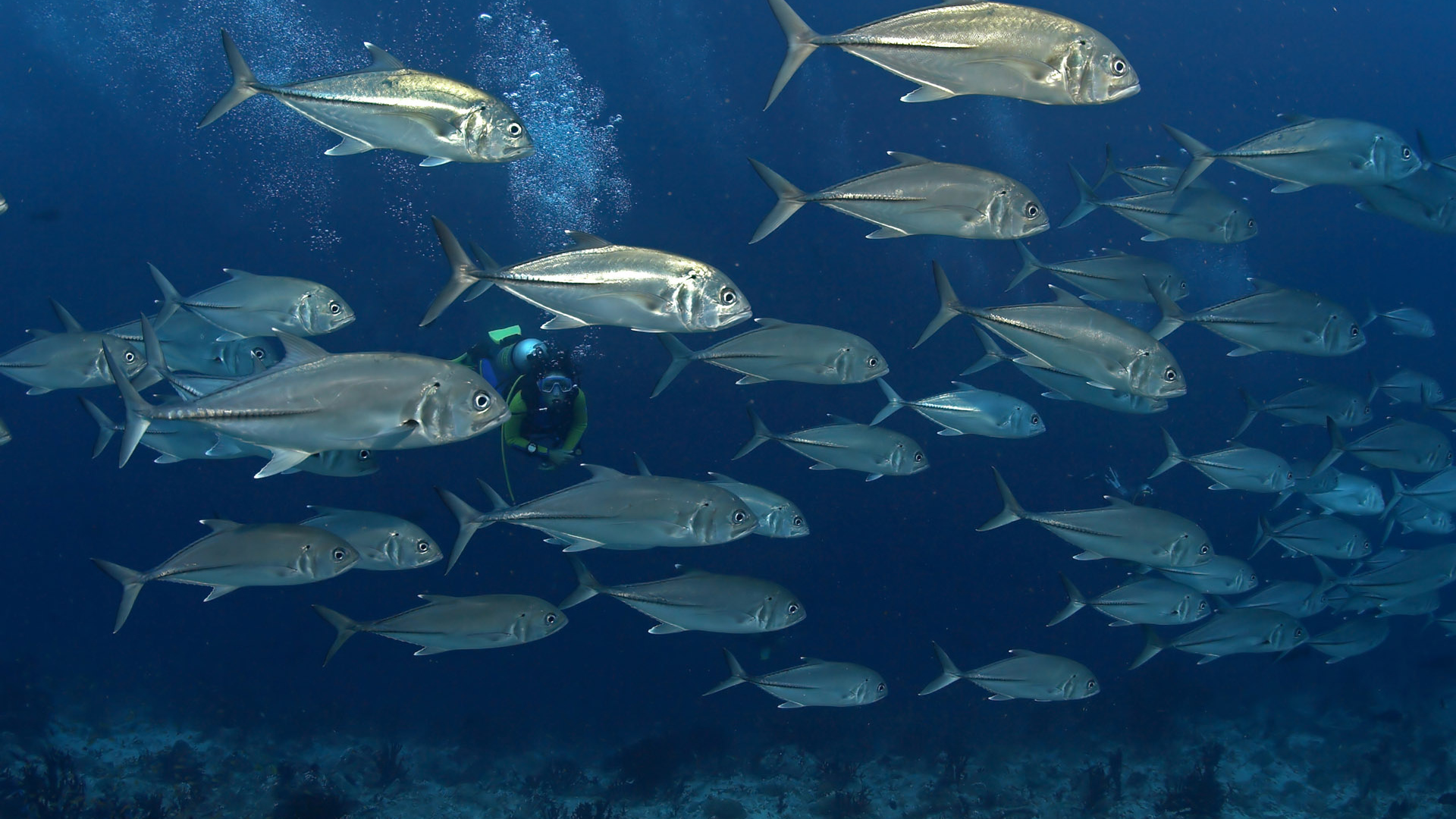 На дне моря