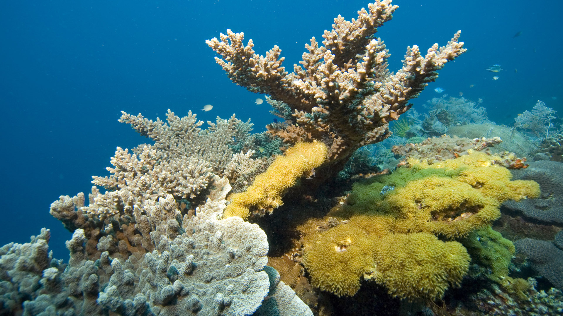 Кораллы Красного моря