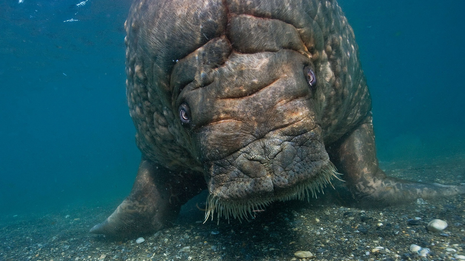 Морская корова