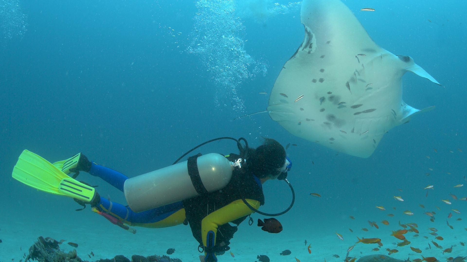 Дайвер и скат