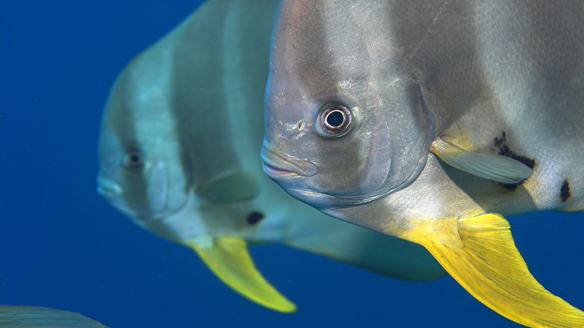 Обитатели Красного моря