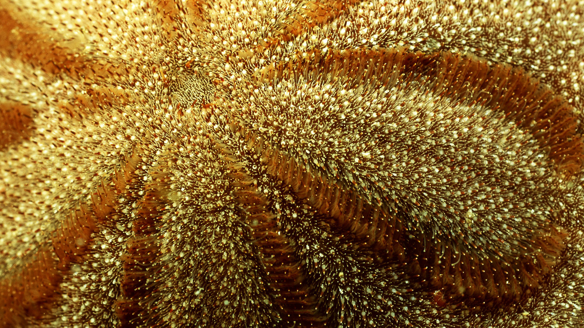 Морская живность