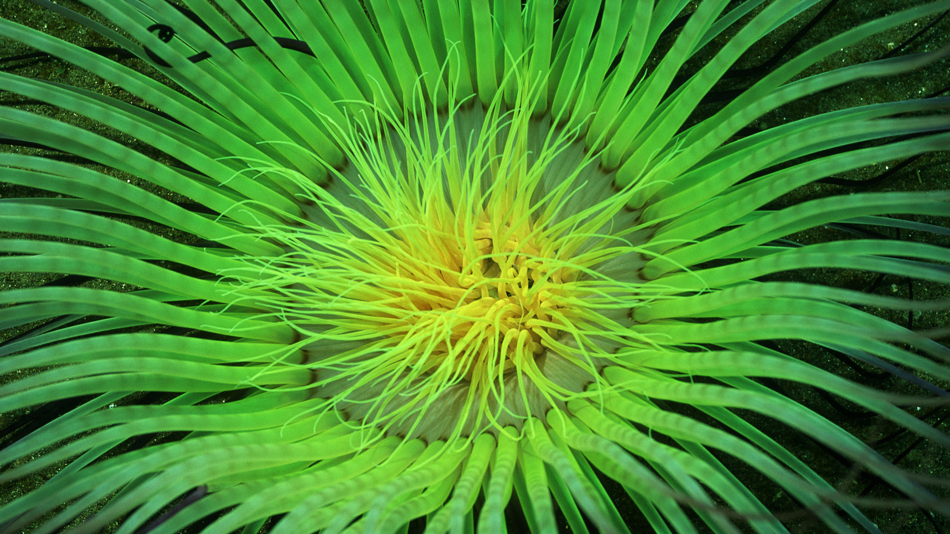 Морское растение