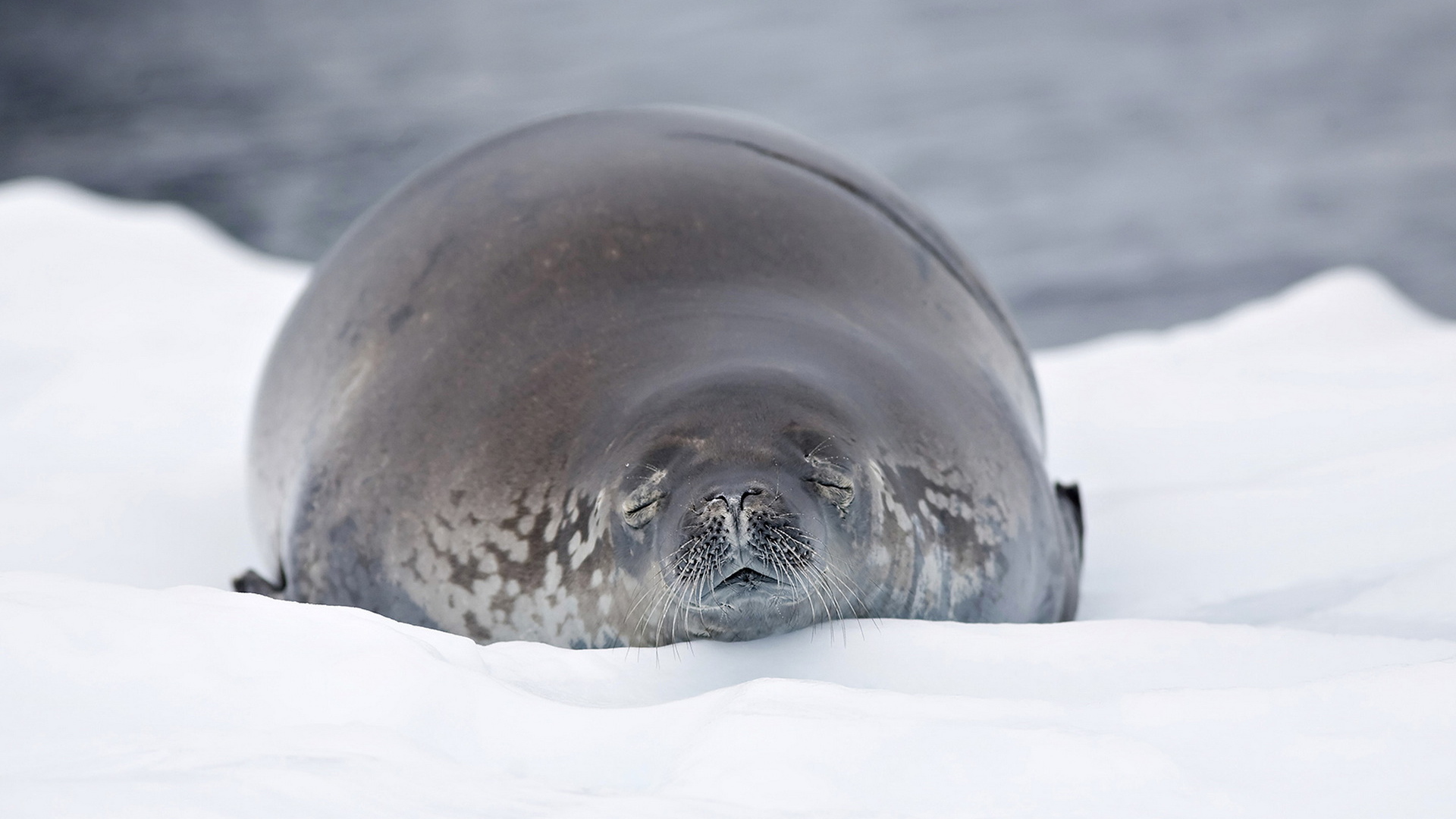 Морской лев