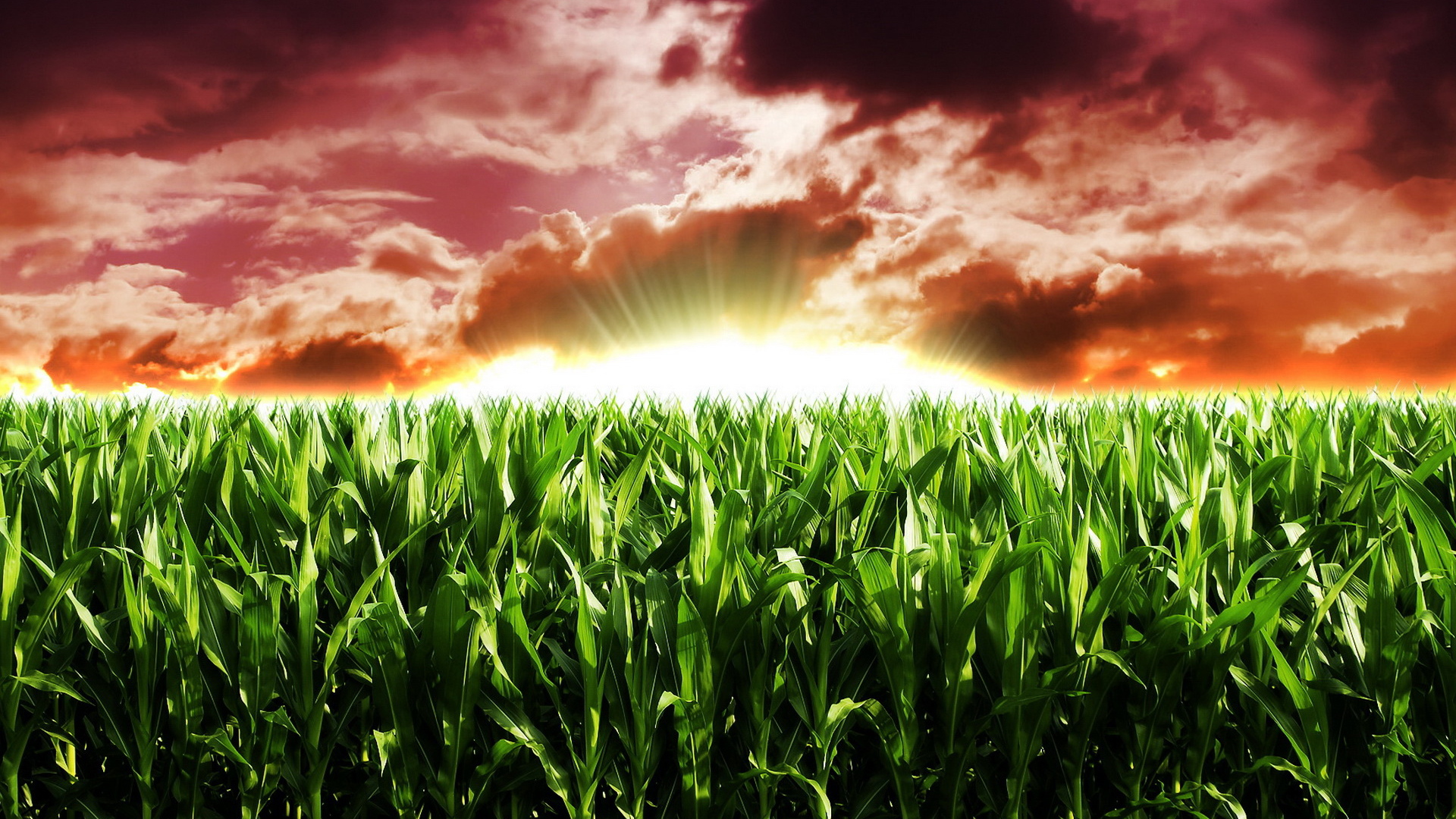 Кукурузное поле на рассвете