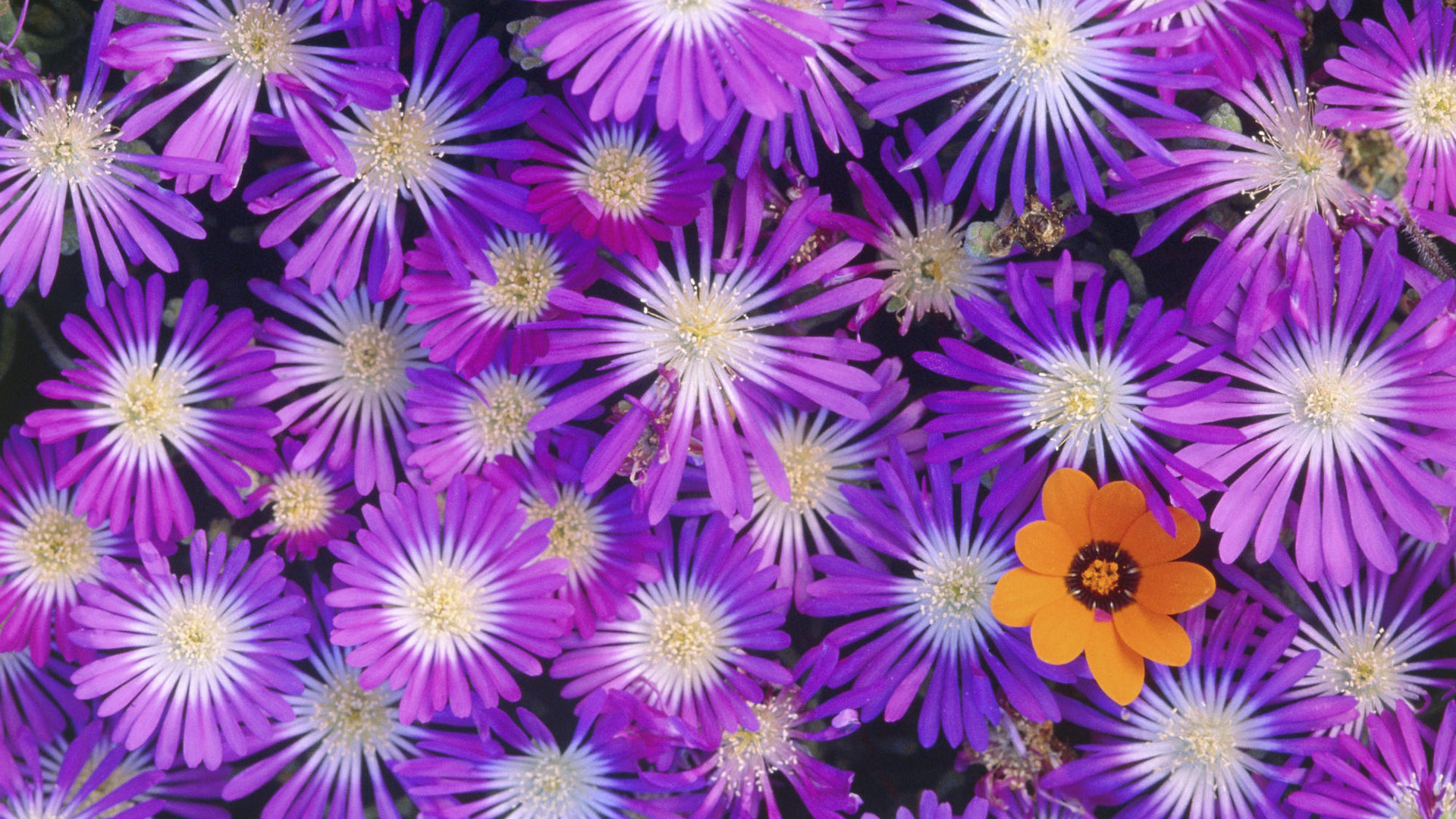 Букет красивых цветов