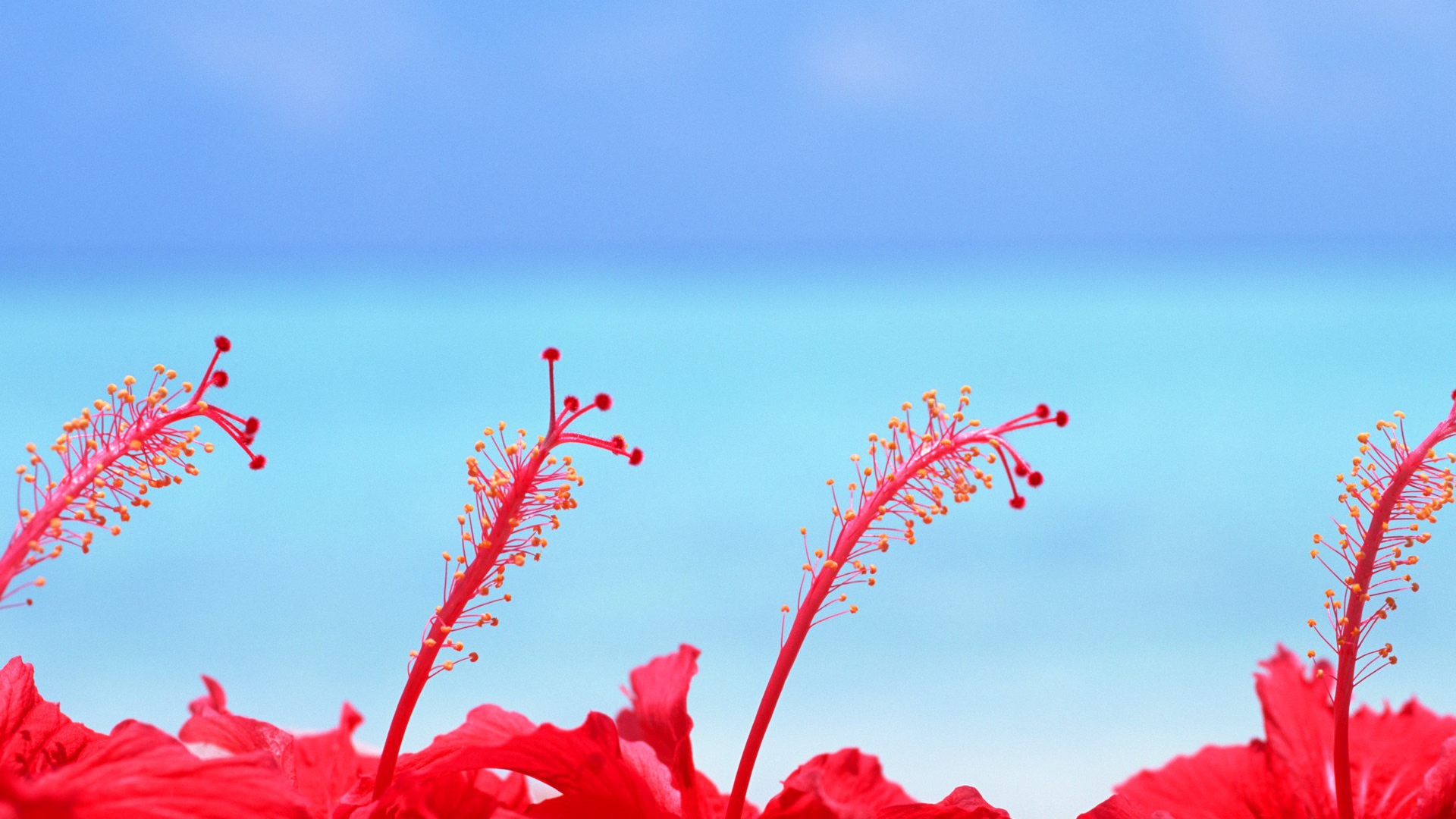 Цветы на Мальдивских островах